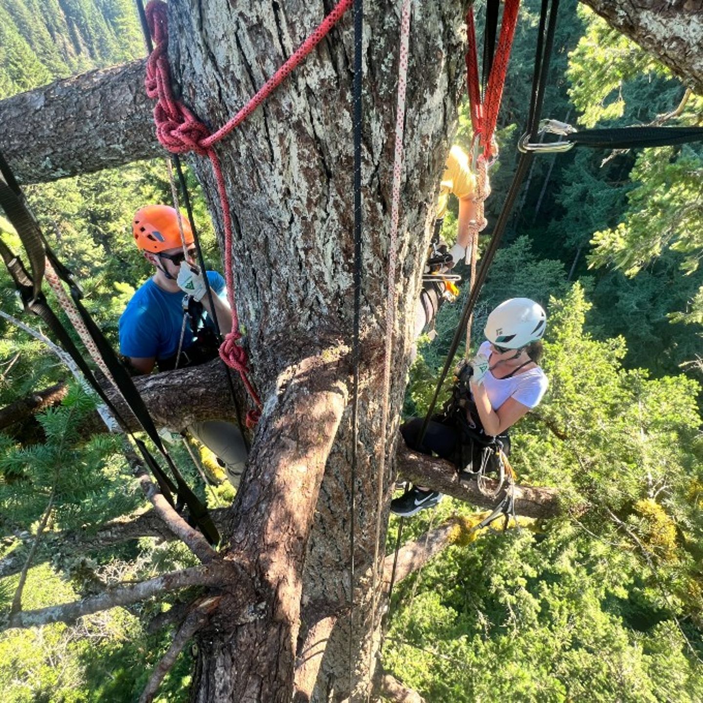 Two people climbing up tree