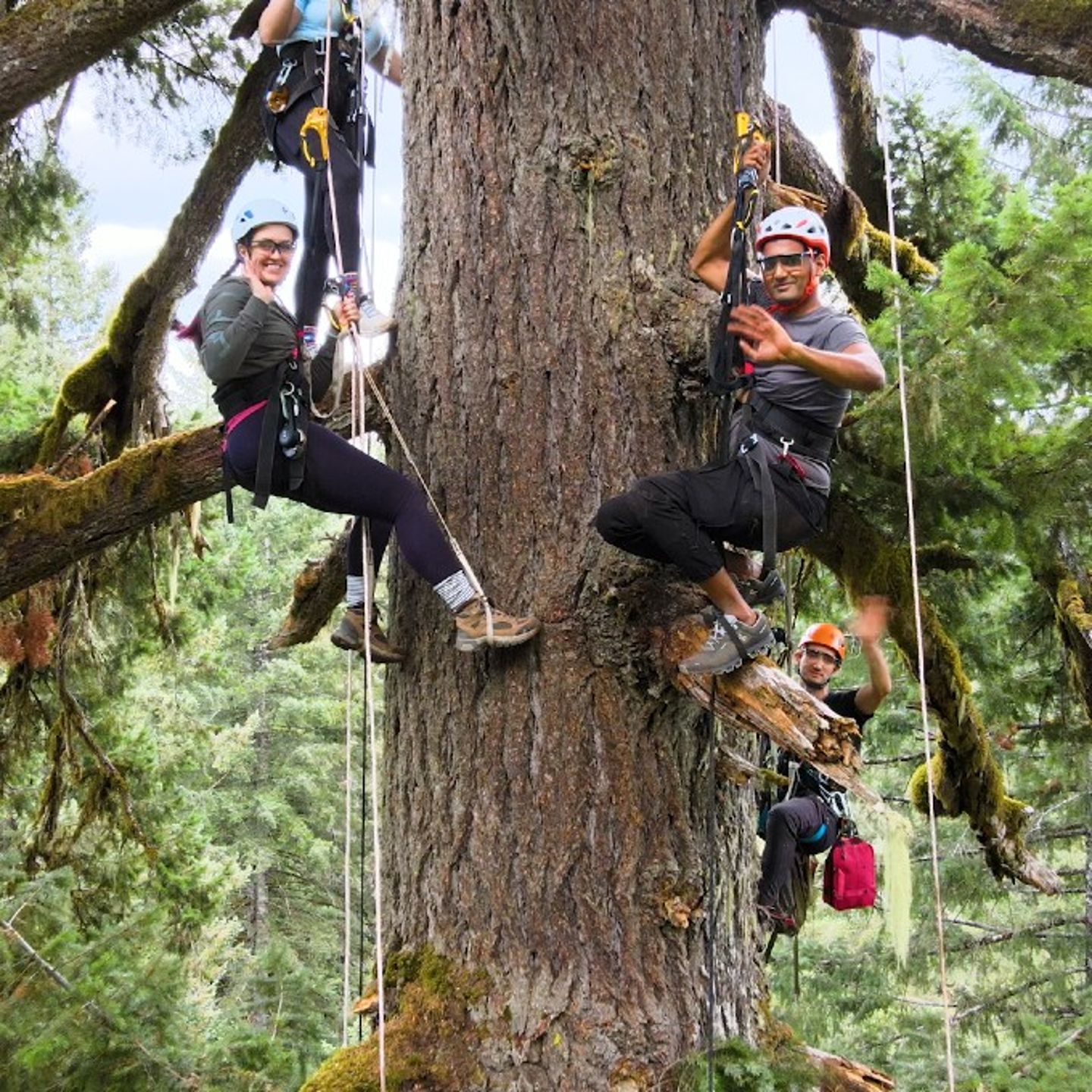 Two people climbing tree