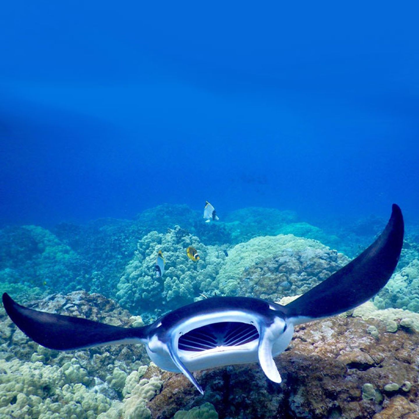 Manta Ray Nighttime Snorkel