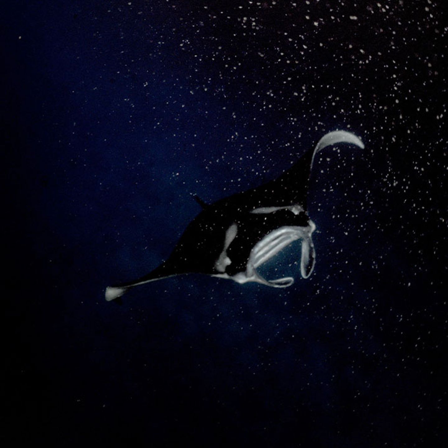 Manta Ray Nighttime Tour