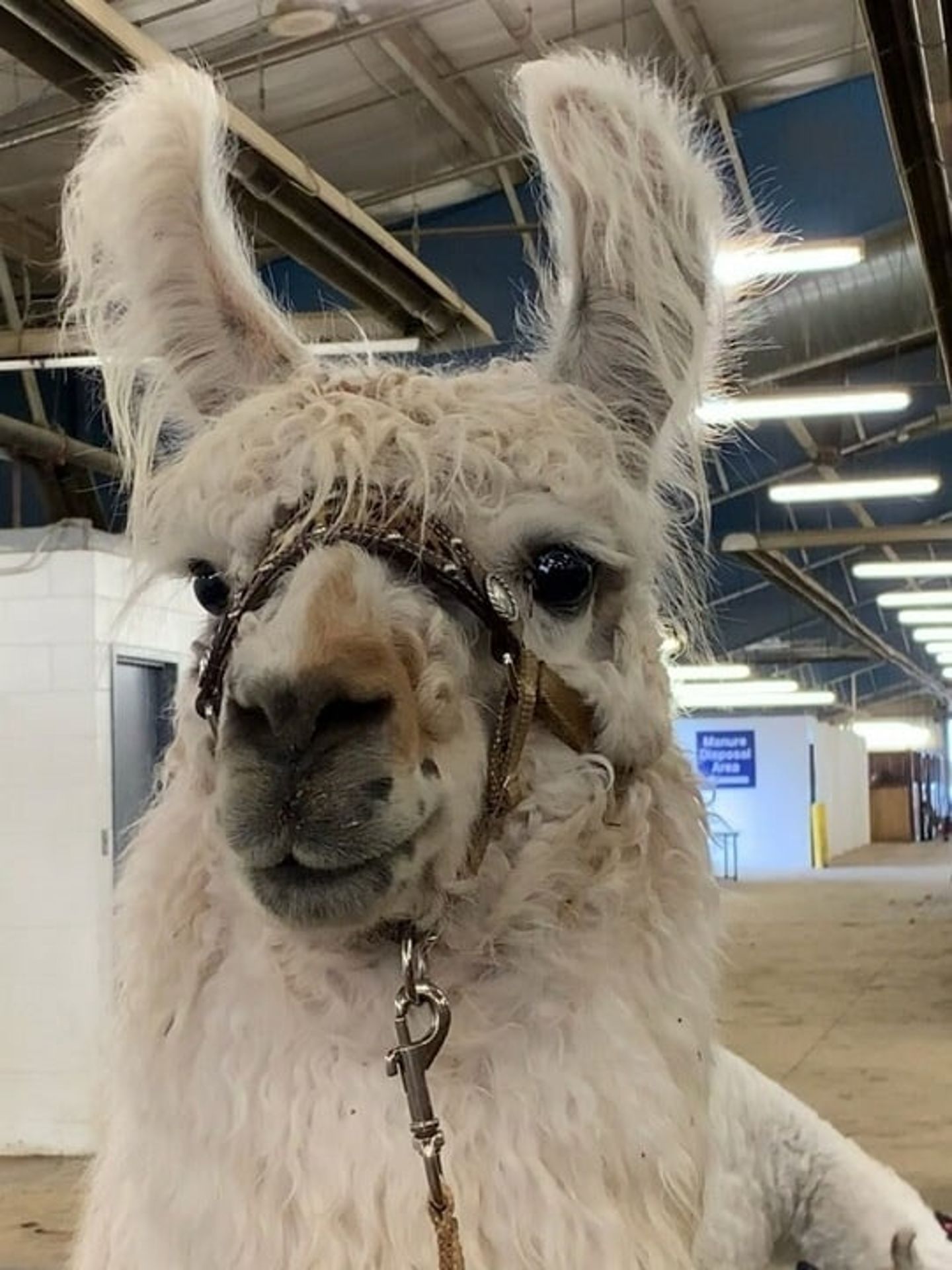 Llama up close