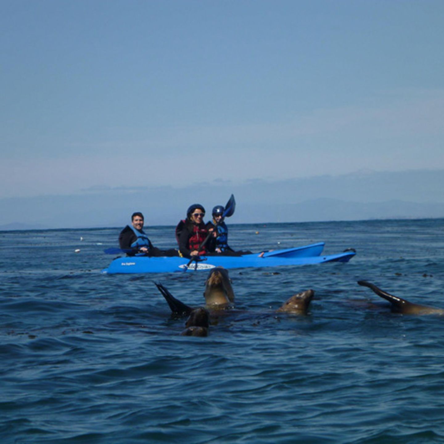 Whale Watching Kayak Tour in La Jolla