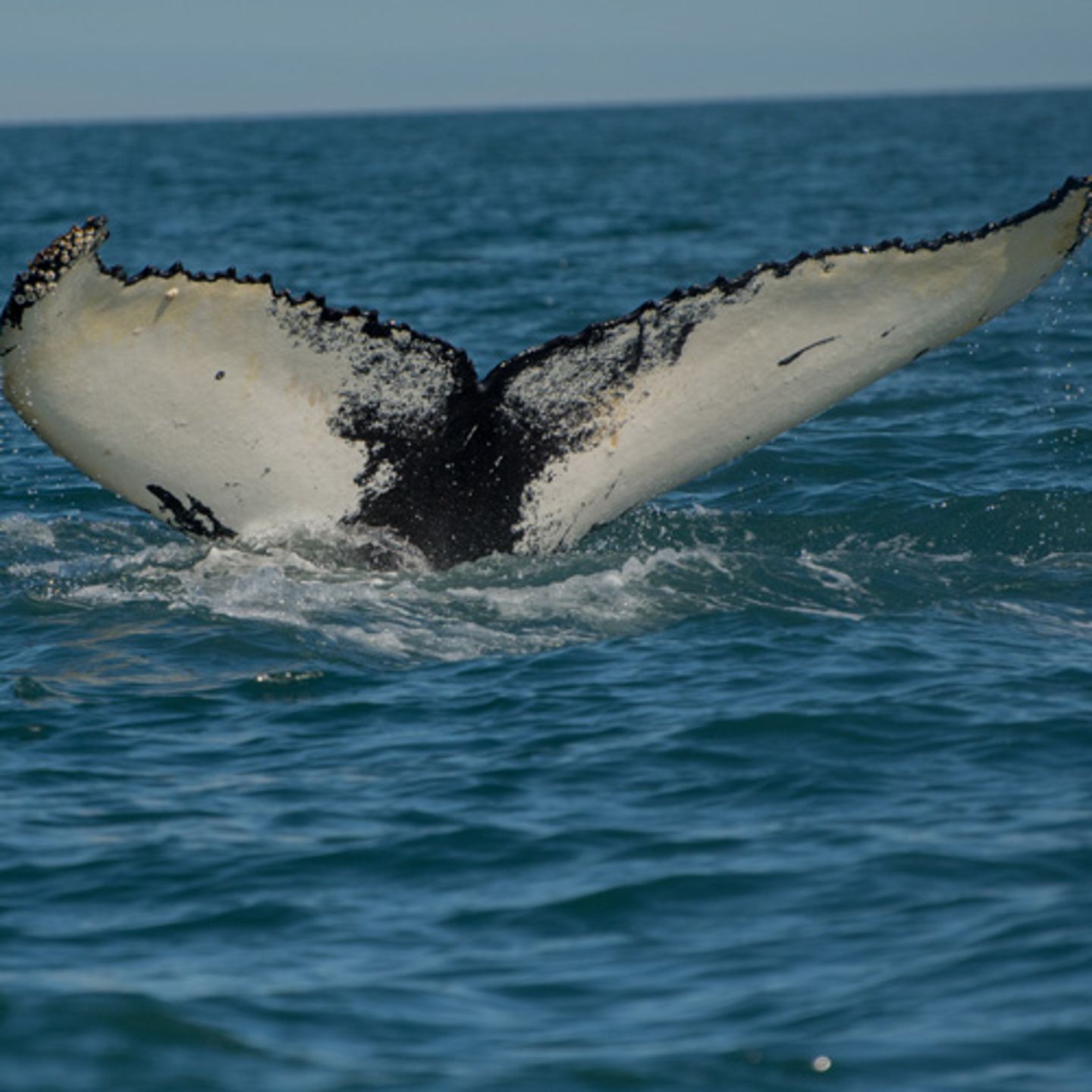 Whale Watching Kayak Tour