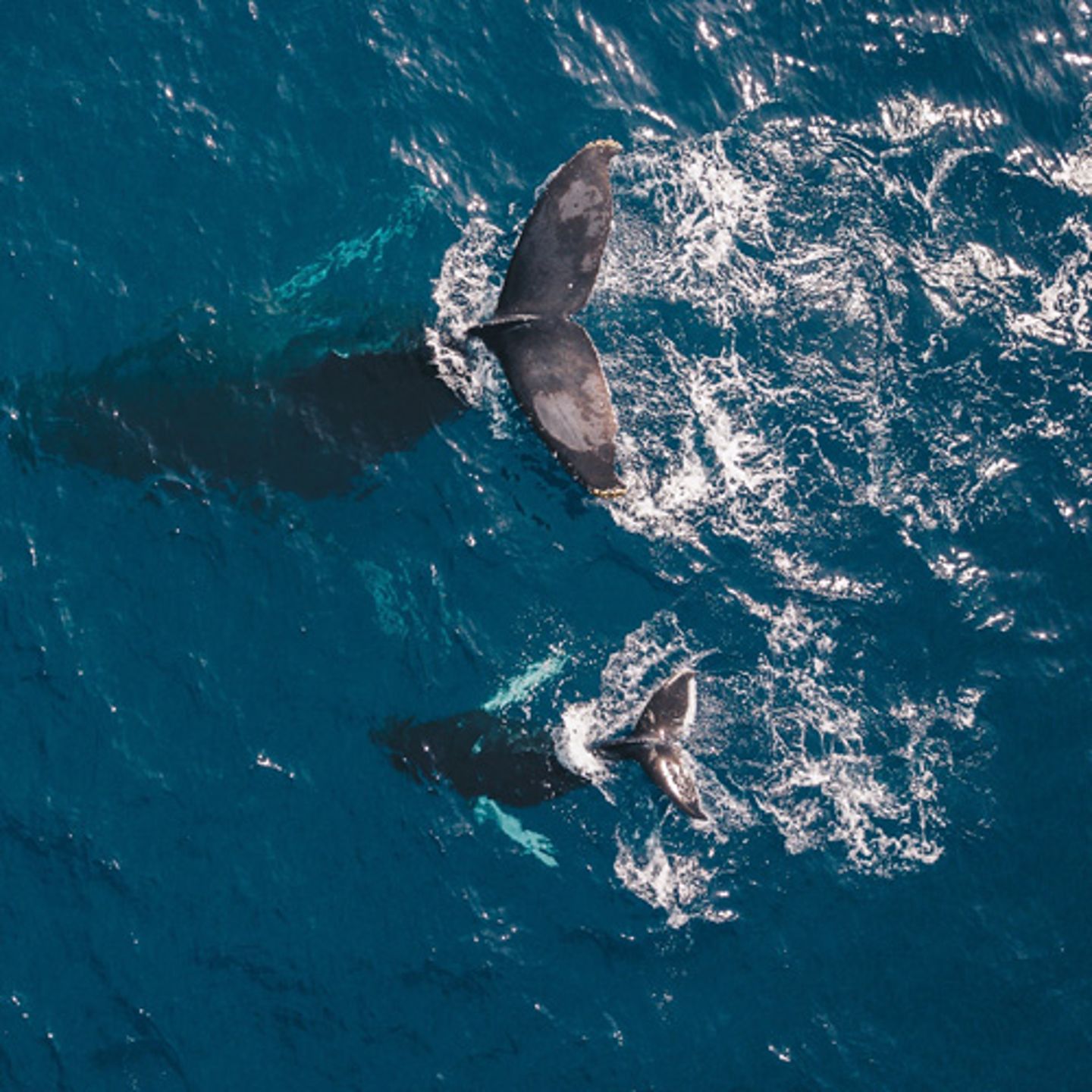 La Jolla Whale Watching Tour