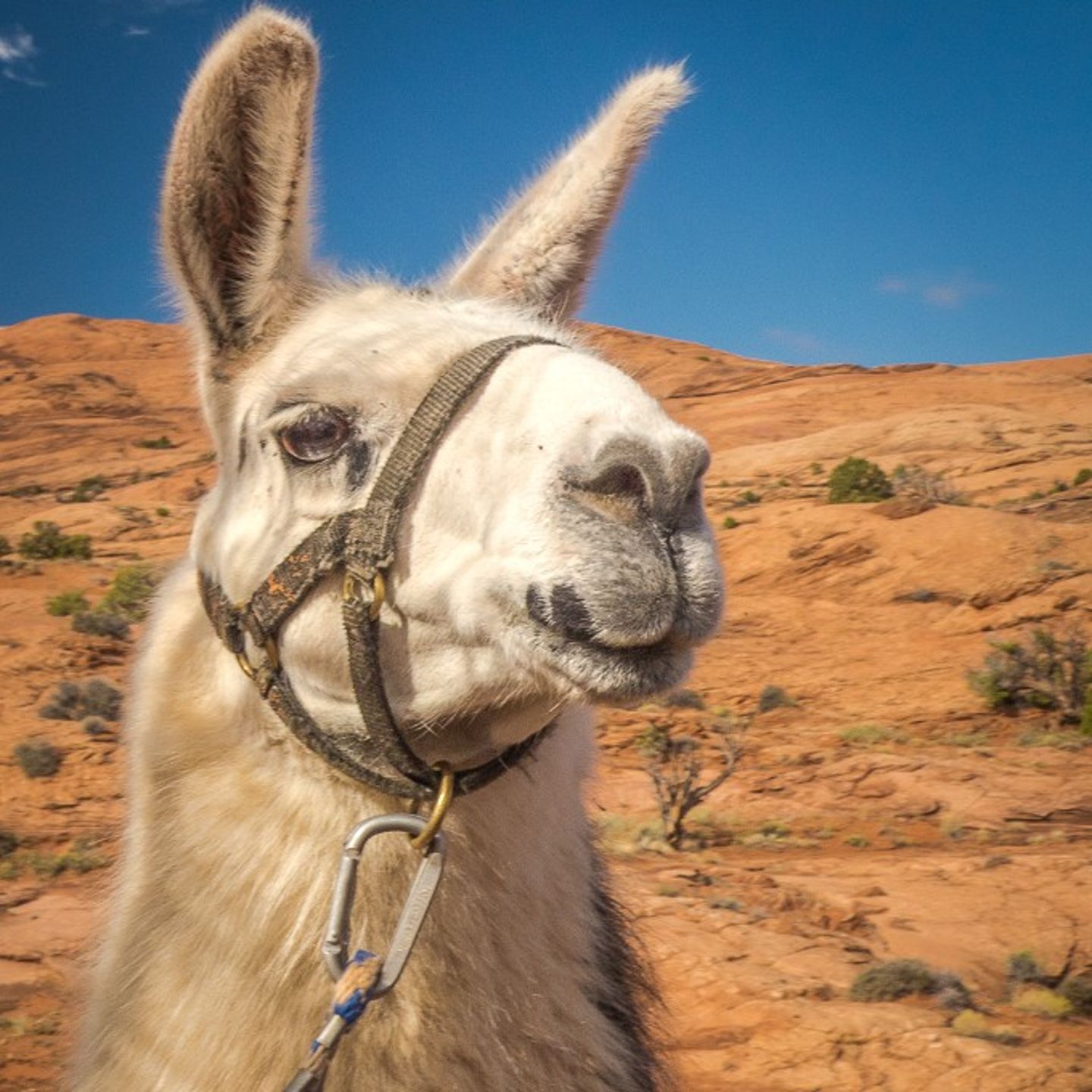 Hike with Llamas