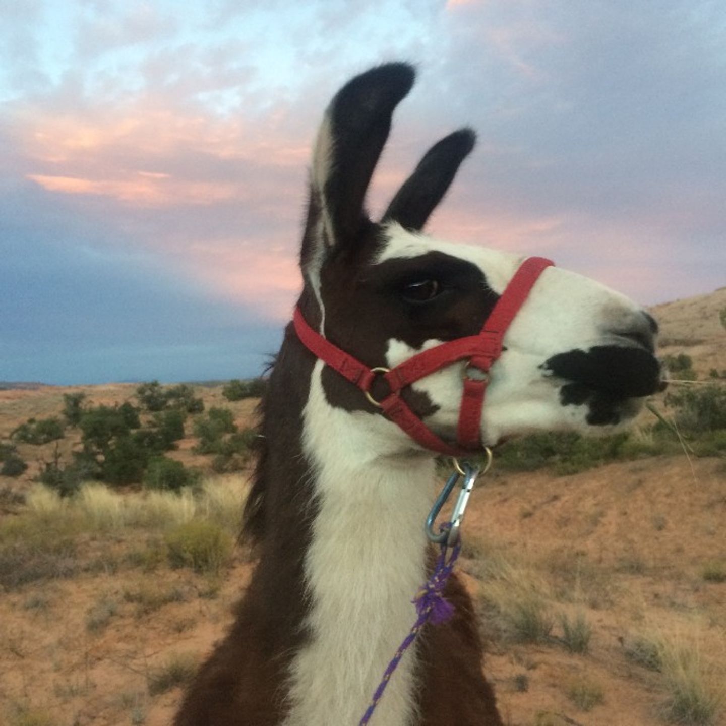 Hiking with Llamas in Utah