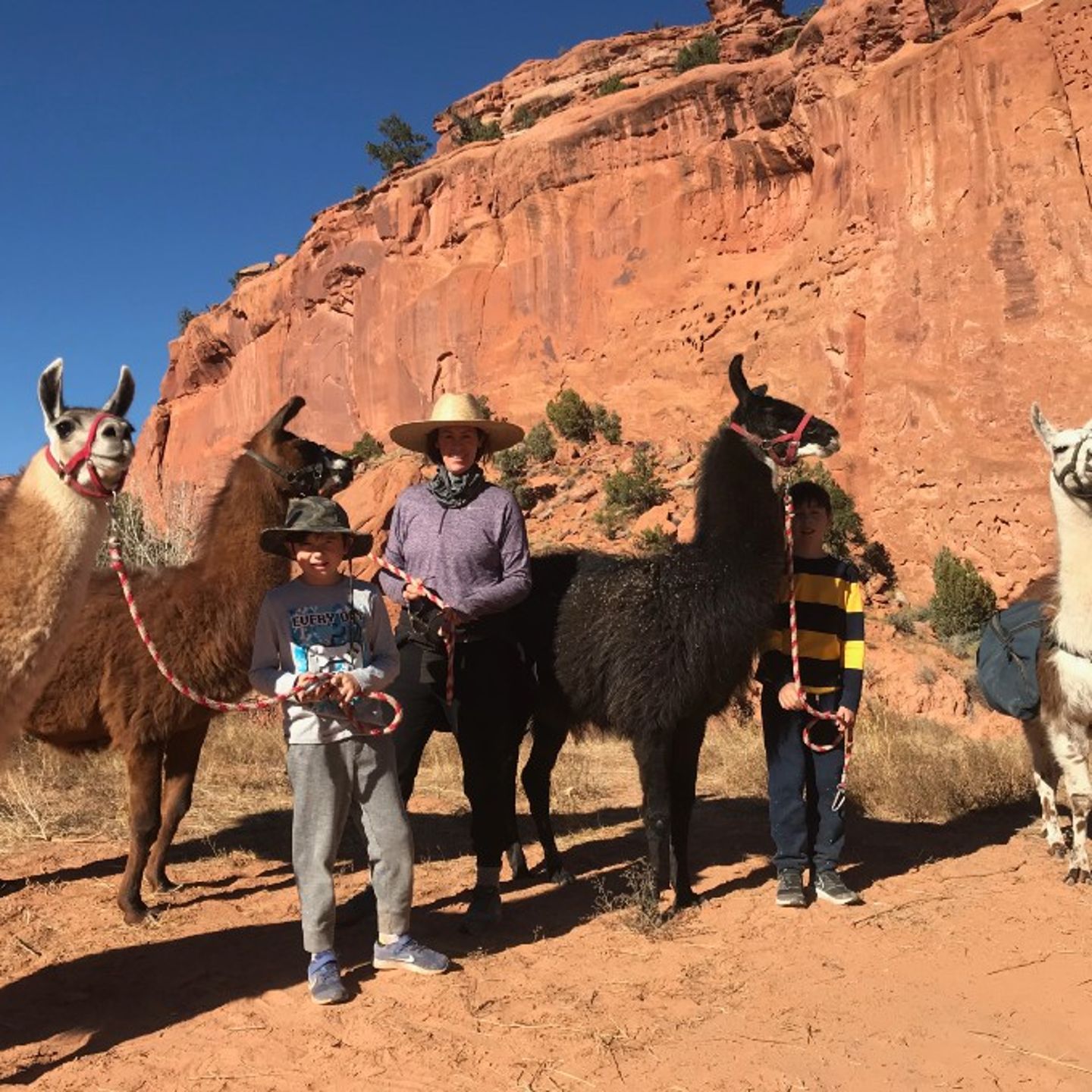Hiking Experience with Llamas