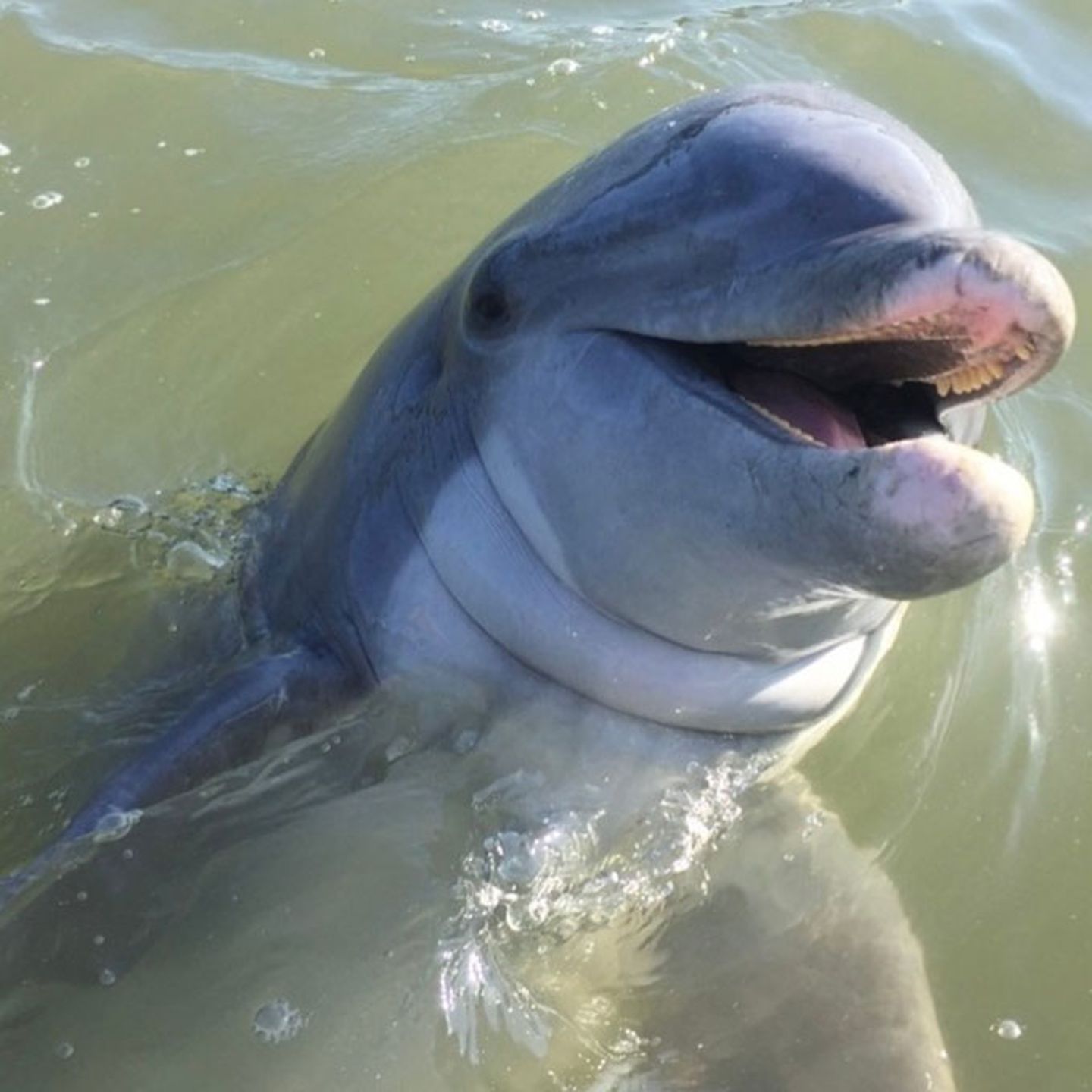 Hilton Head Dolphin Tour