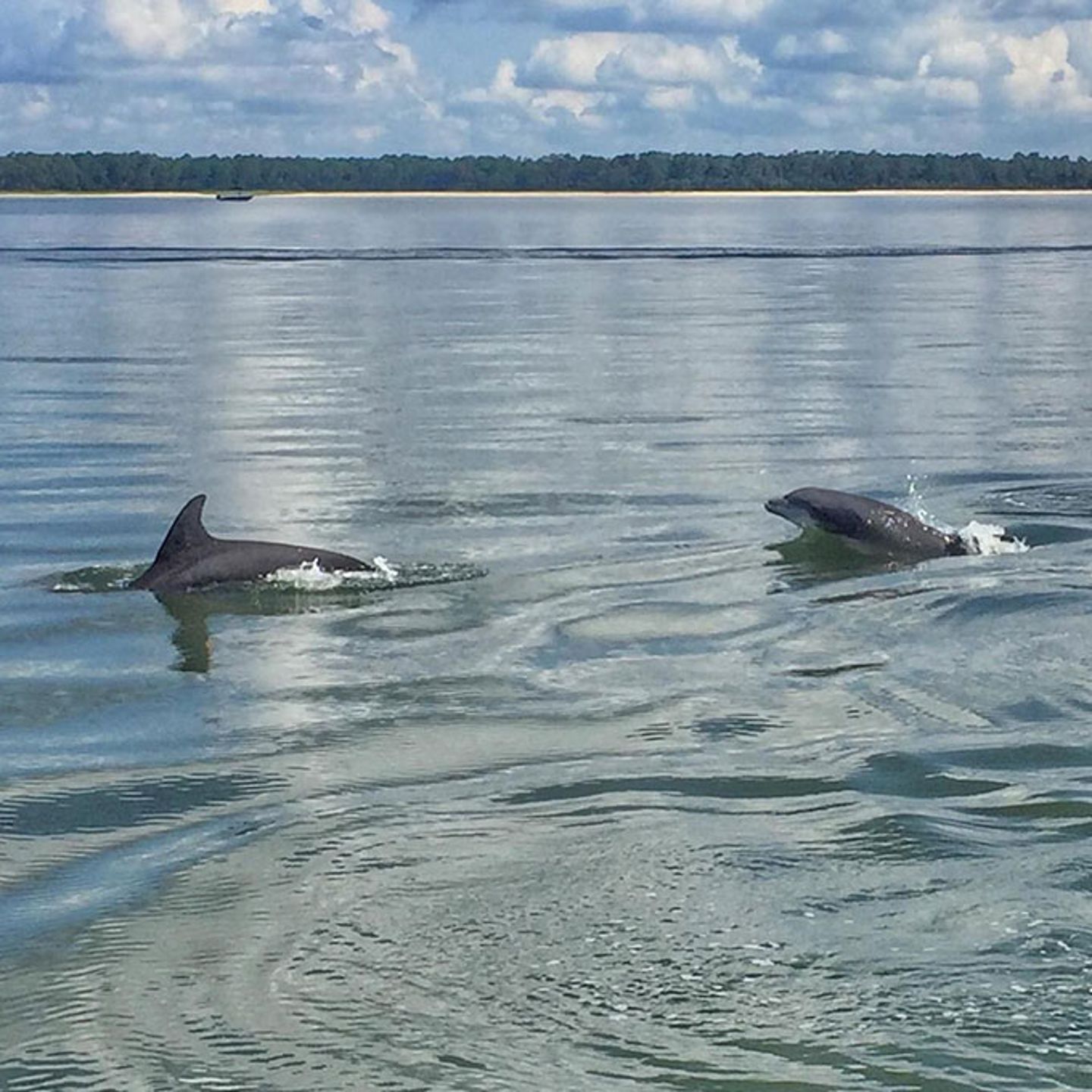 Tour Hilton Head for Dolphins