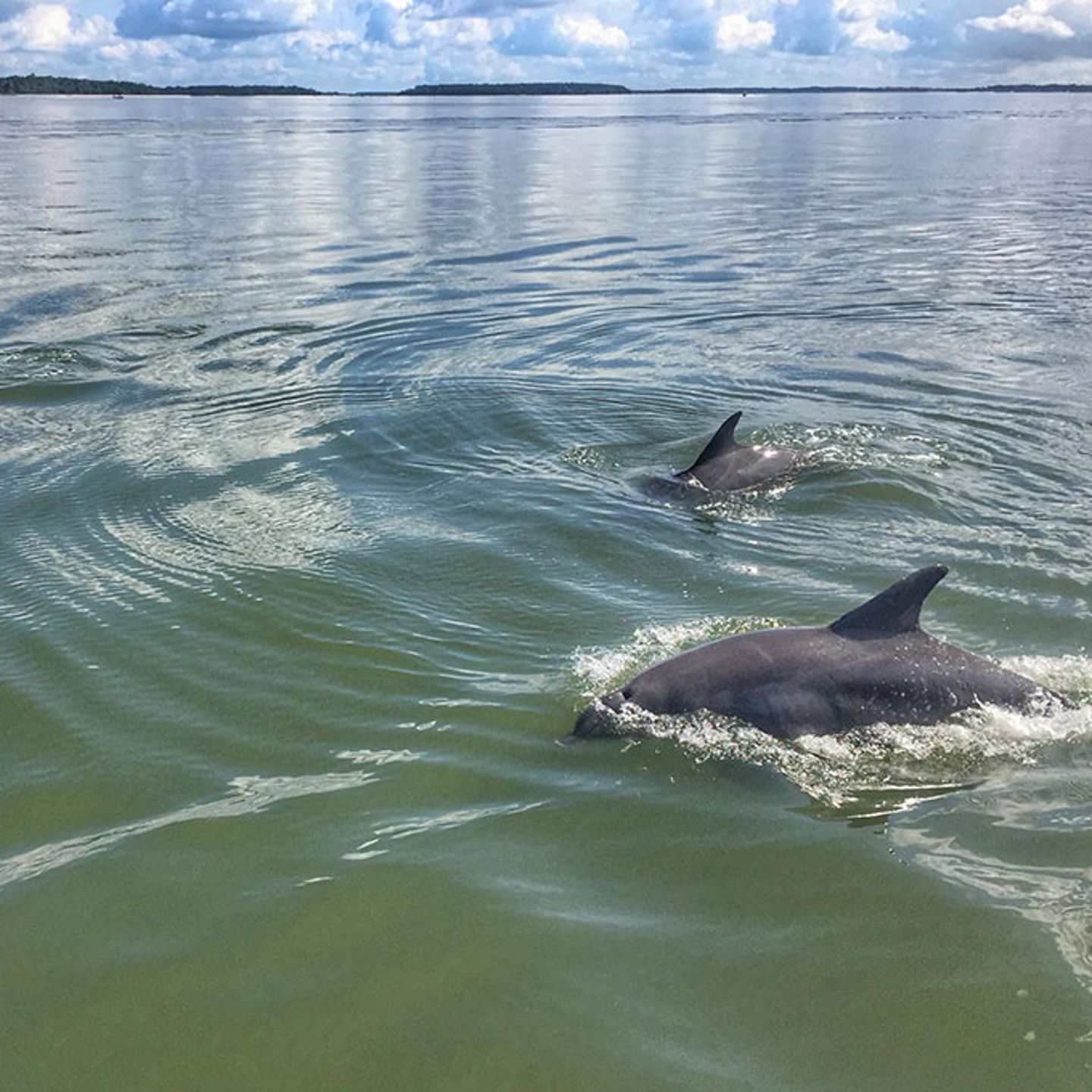 Dolphin Tour Hilton Head