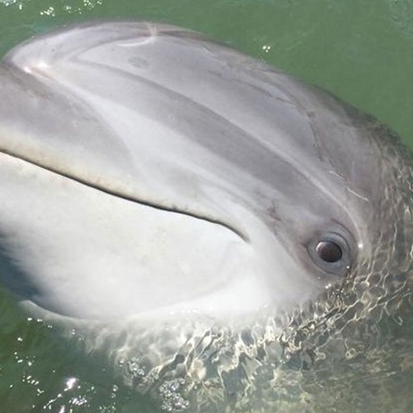 Hilton Head Dolphin Tour