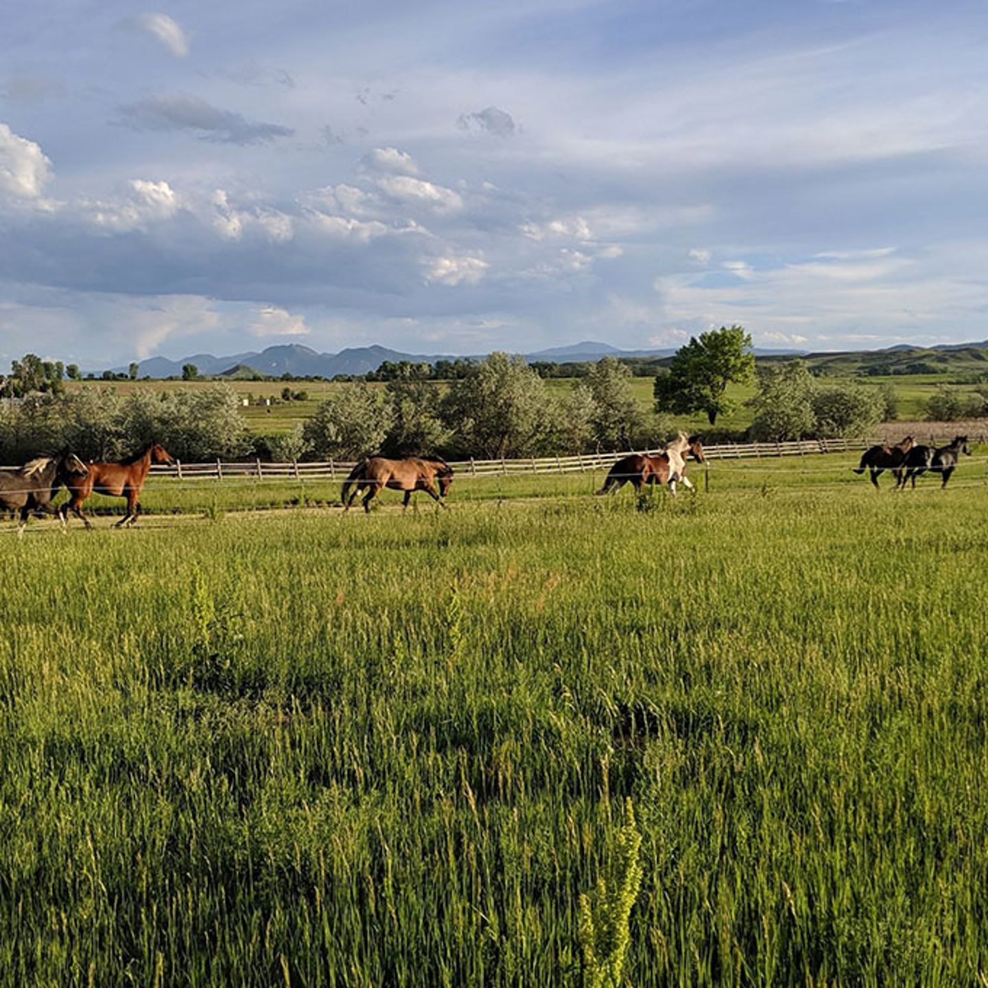 Horses Roaming