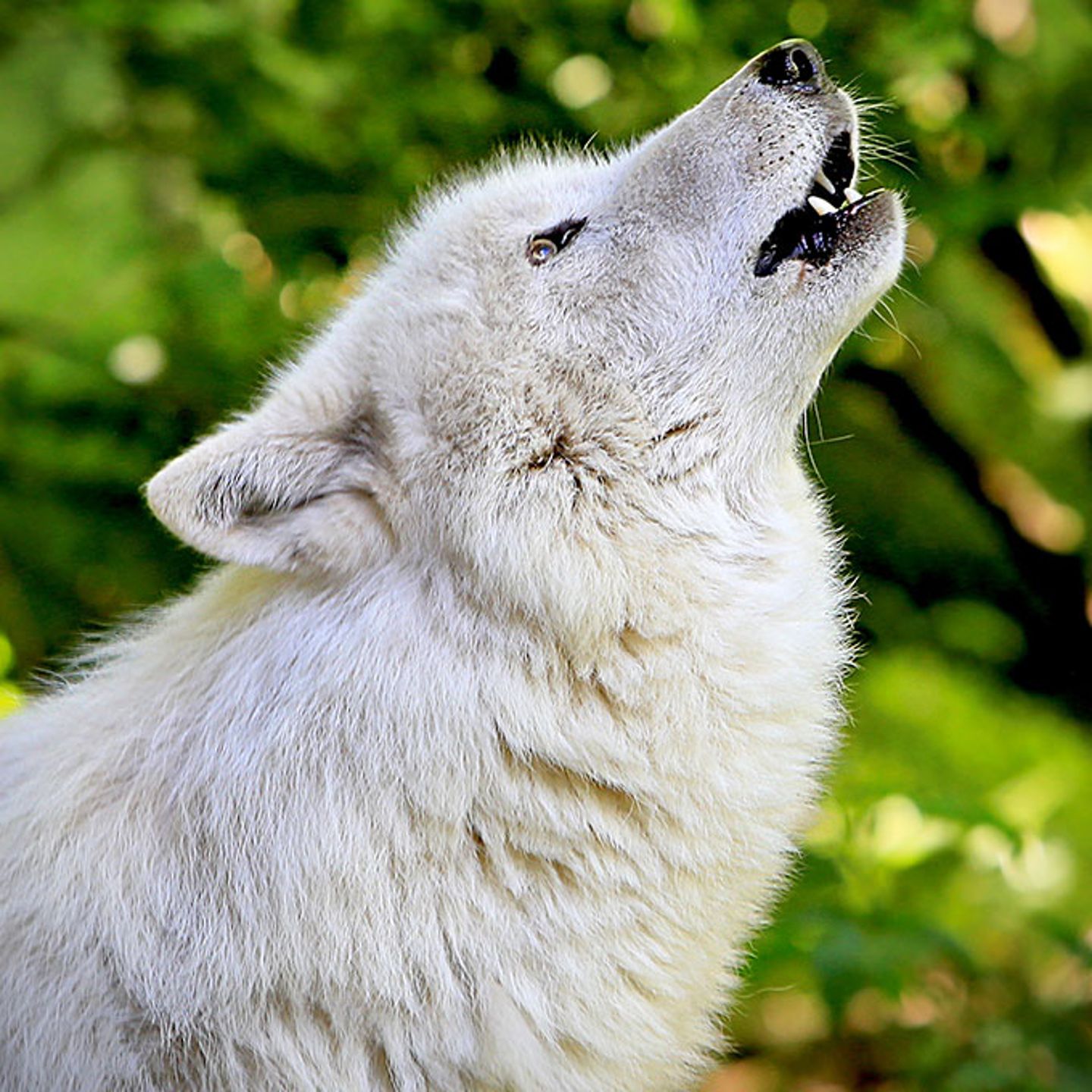 Howling White Wolf