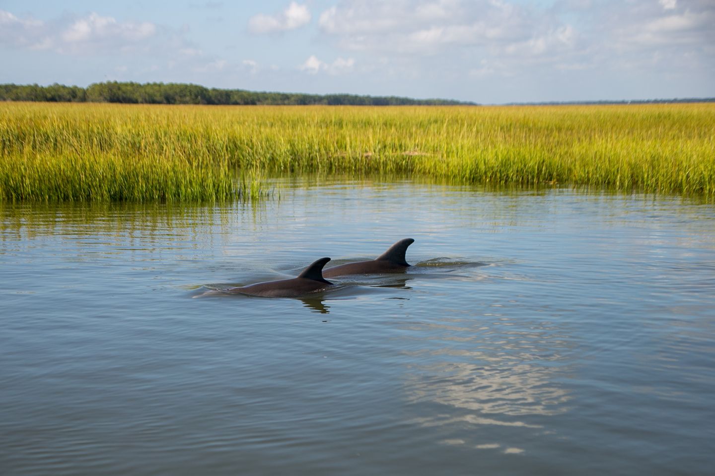 Dolphins