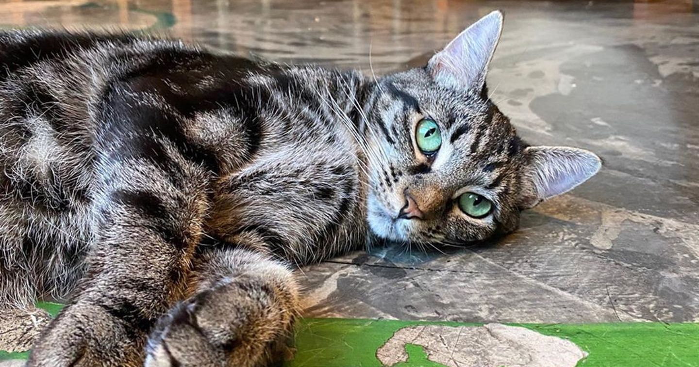 Cat laying down