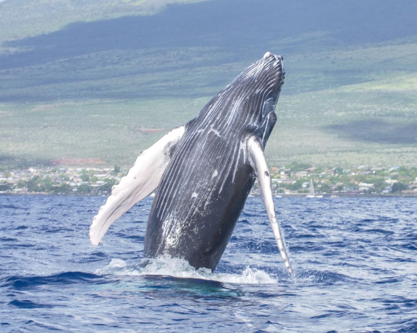 Whale breaching