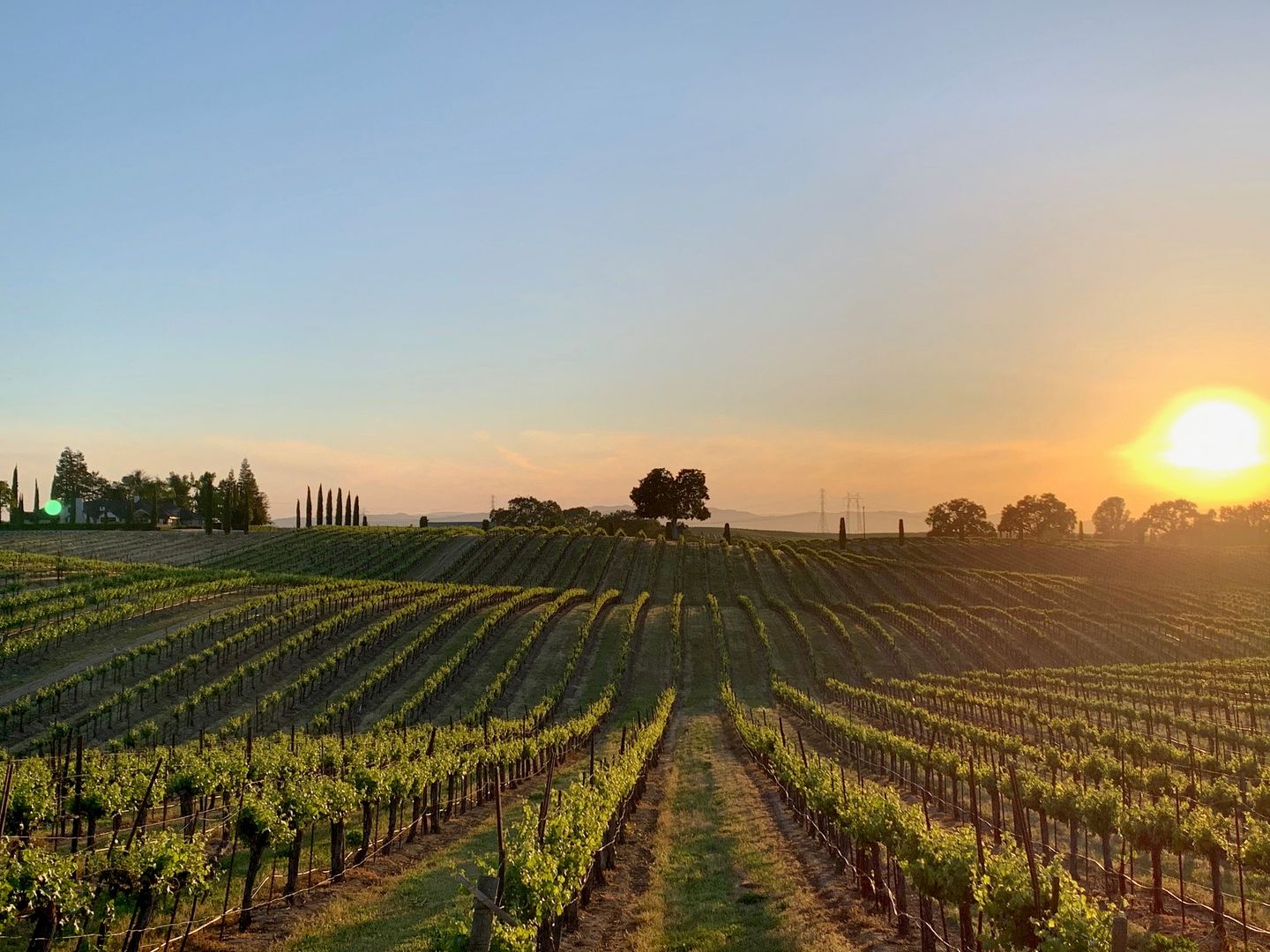 Vineyard at sunset