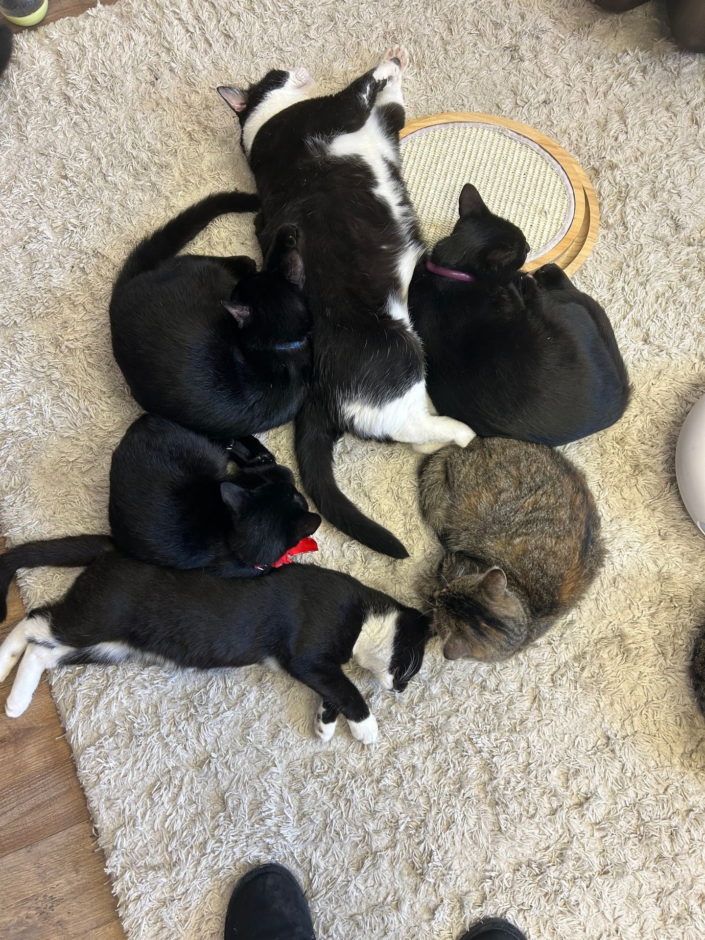 Cats laying on floor