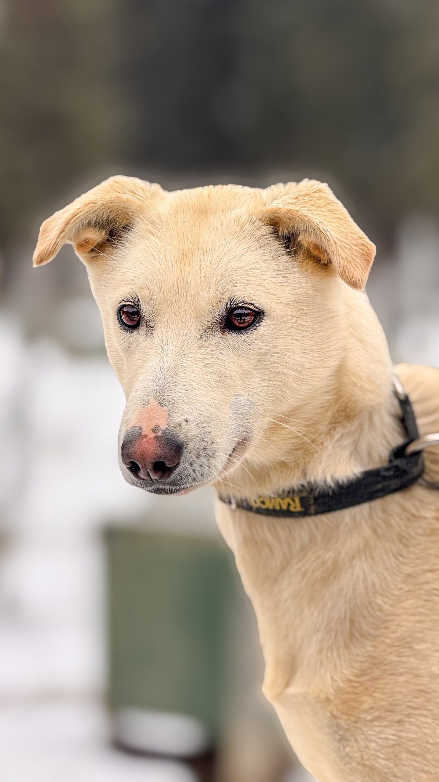 Dog