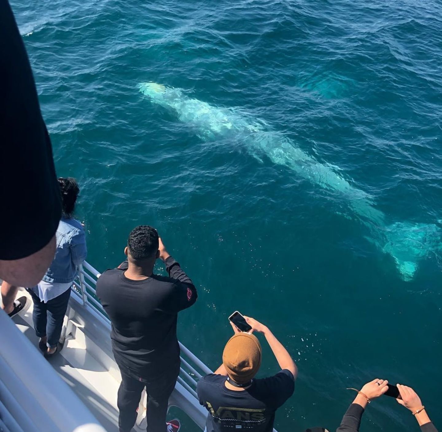 Group looking at whale