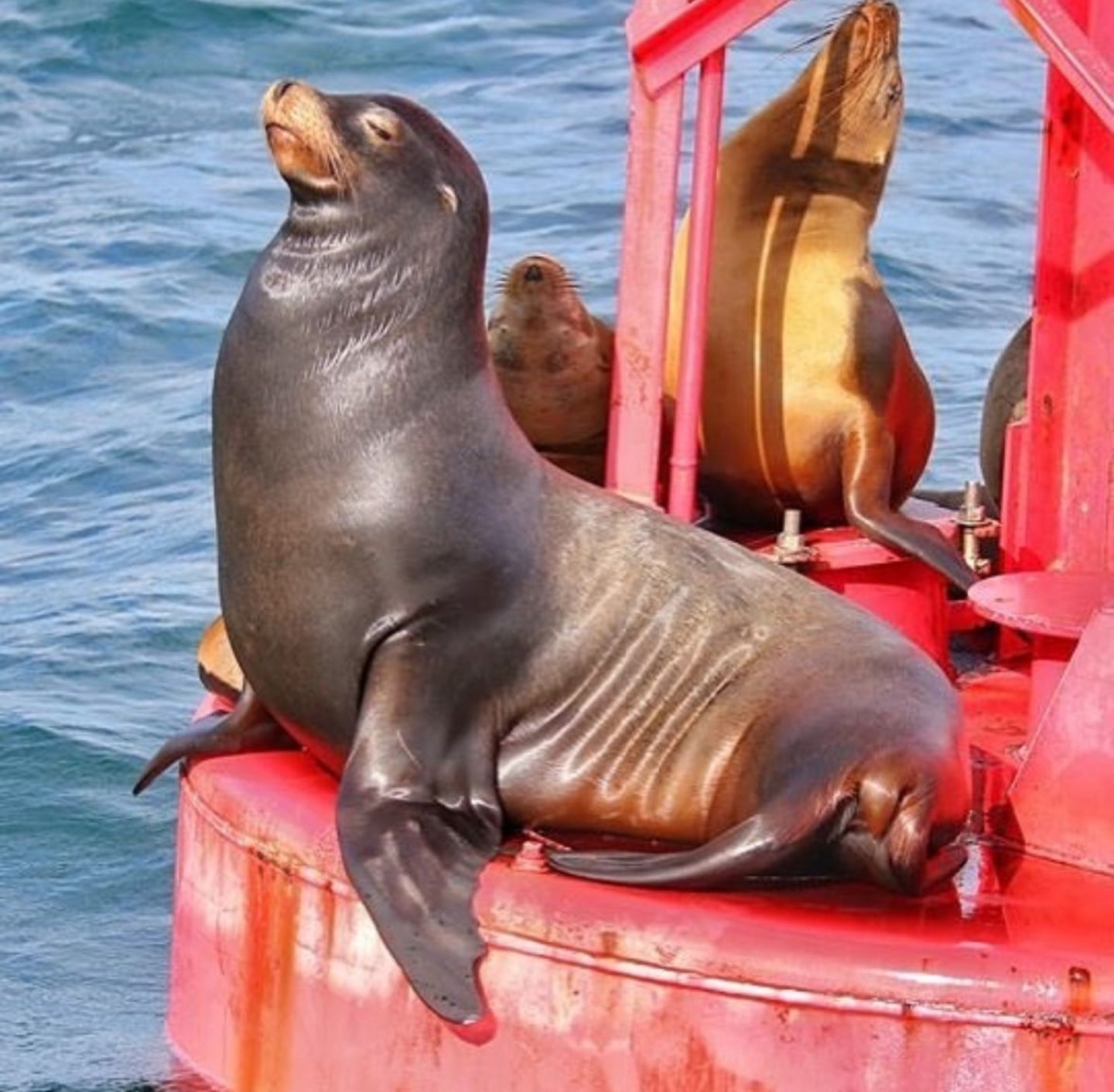 Sea lion