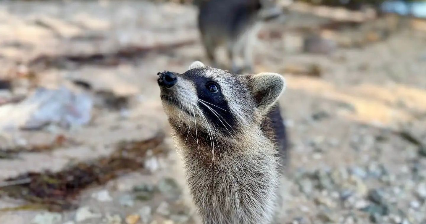Racoon up close