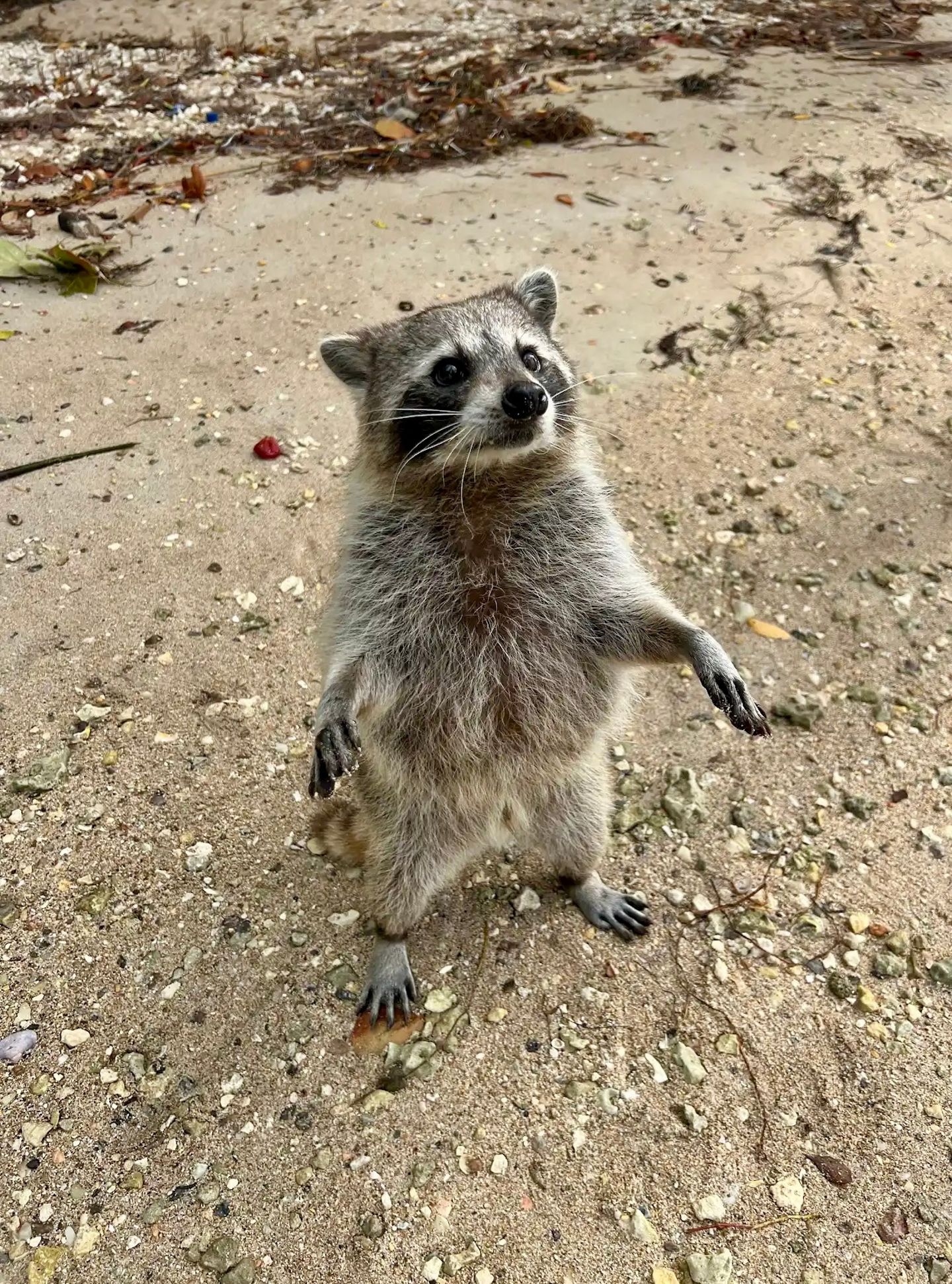 Racoon standing up