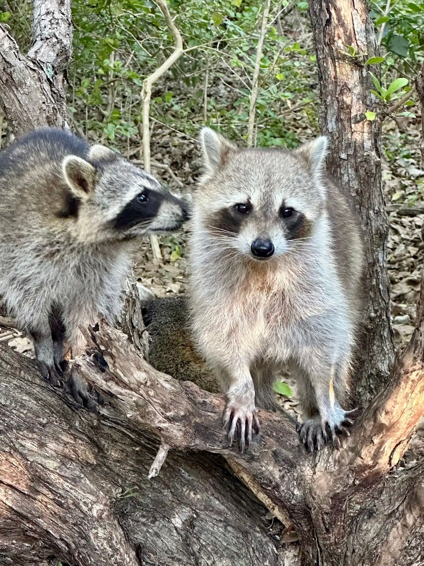 Racoons in tree