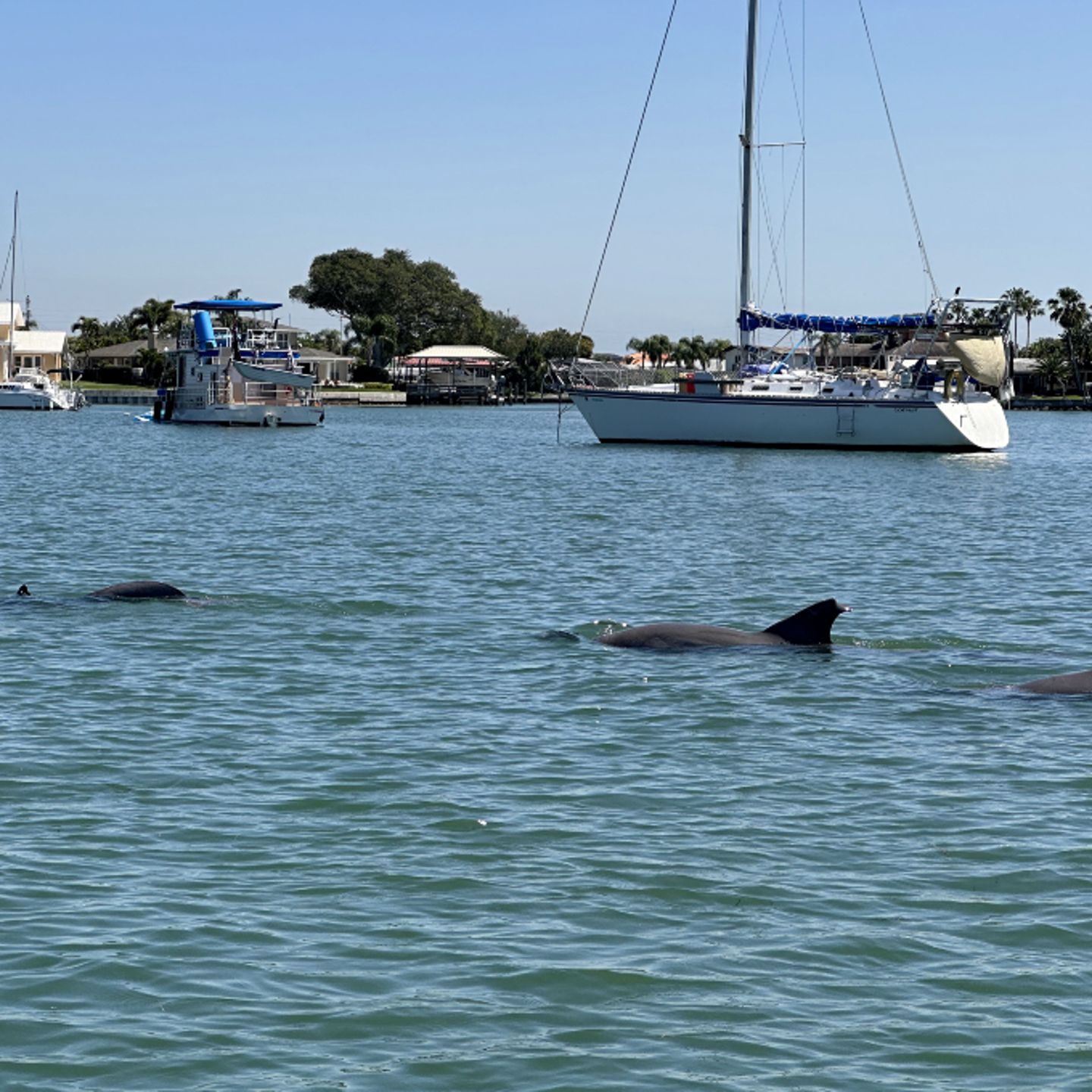 Dolphins swimming
