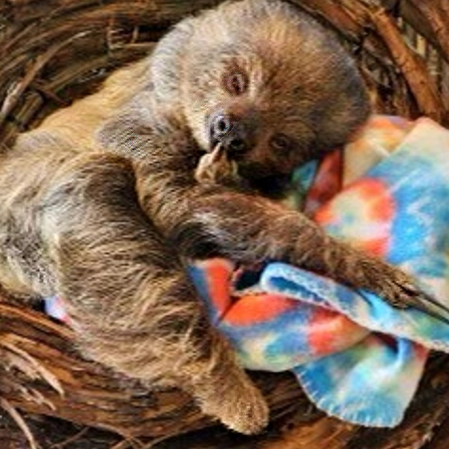 Baby sloth sleeping