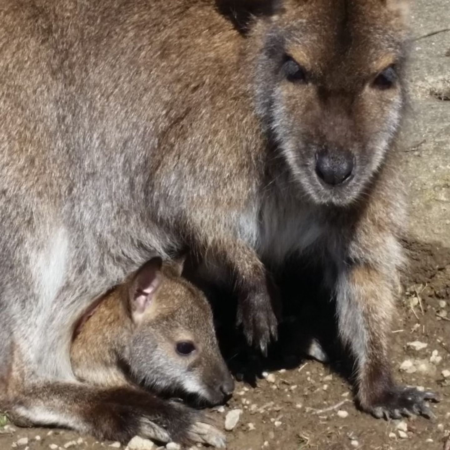 Mom and baby wallaby