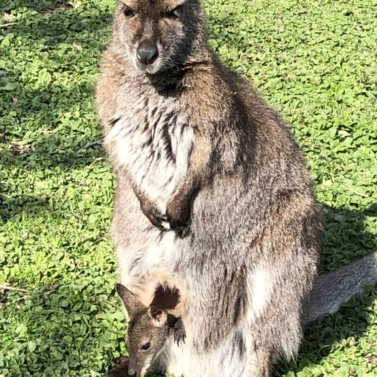 Kangaroo standing up with baby