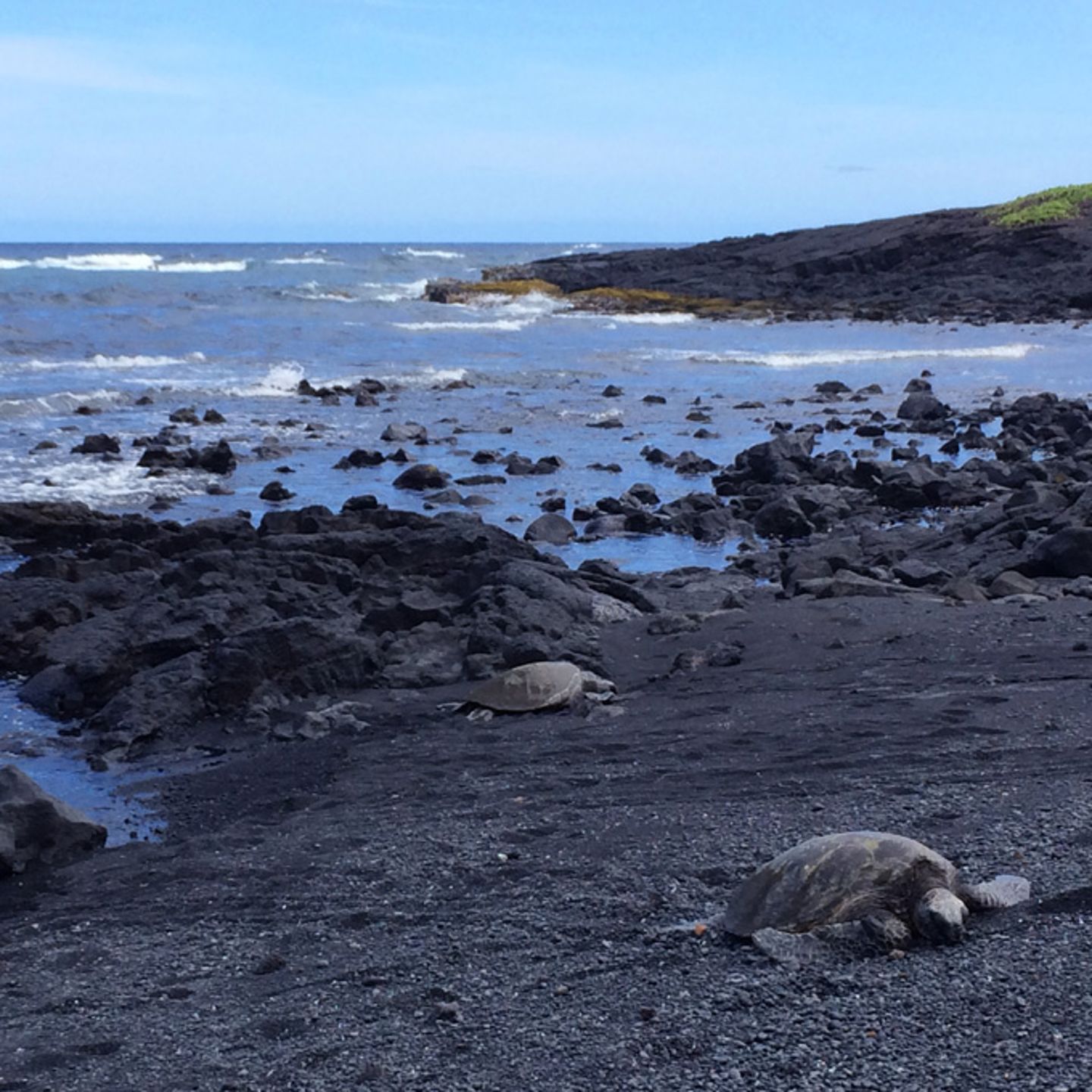 Turtles on Big Island Sightseeing Tour