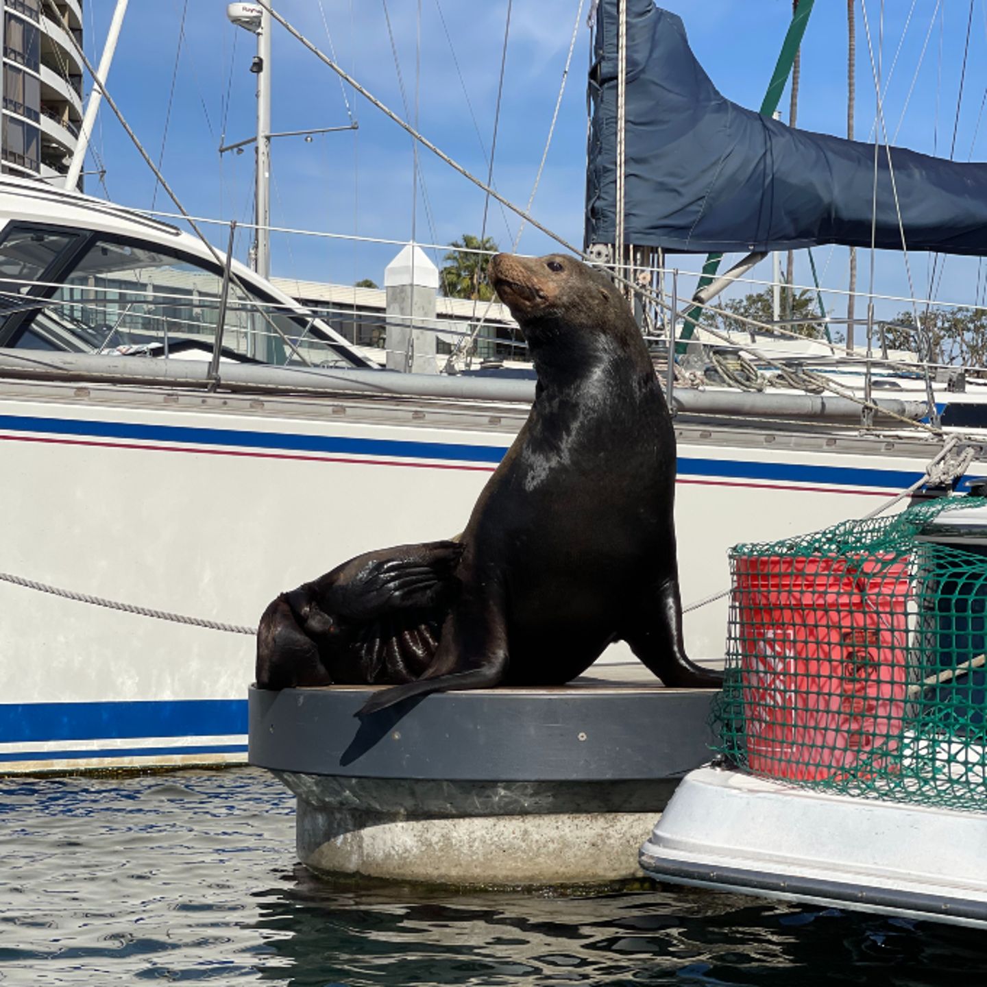 Sea Lion