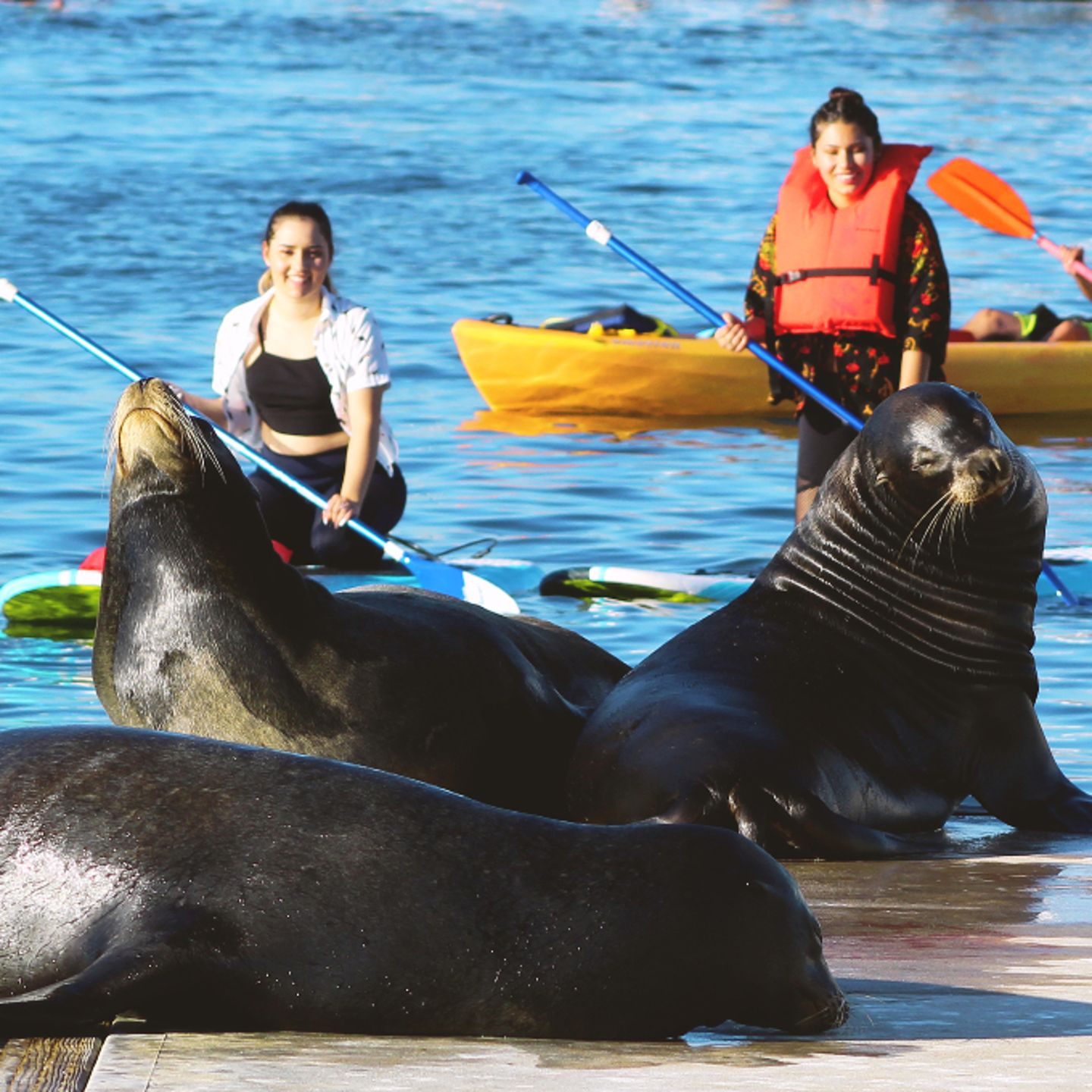 People viewing sea lions