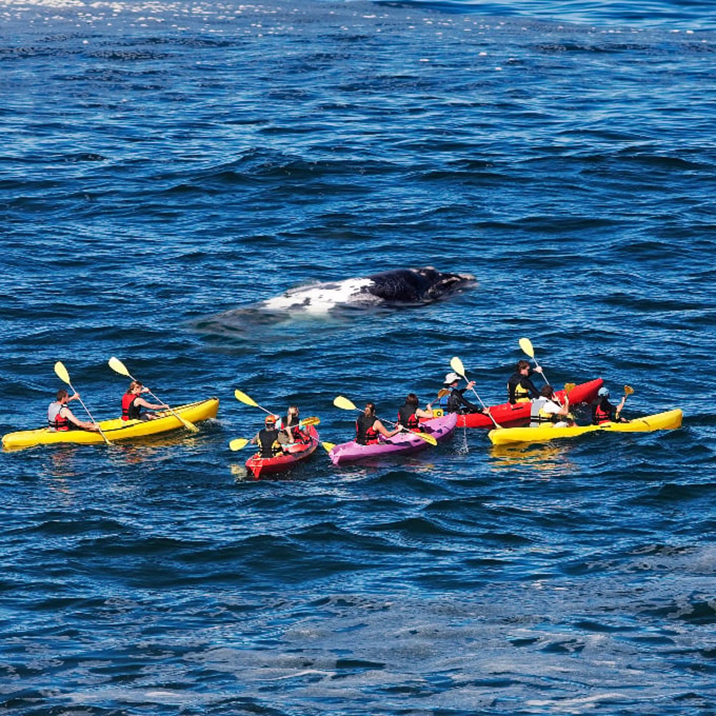 Group kayaking with whale