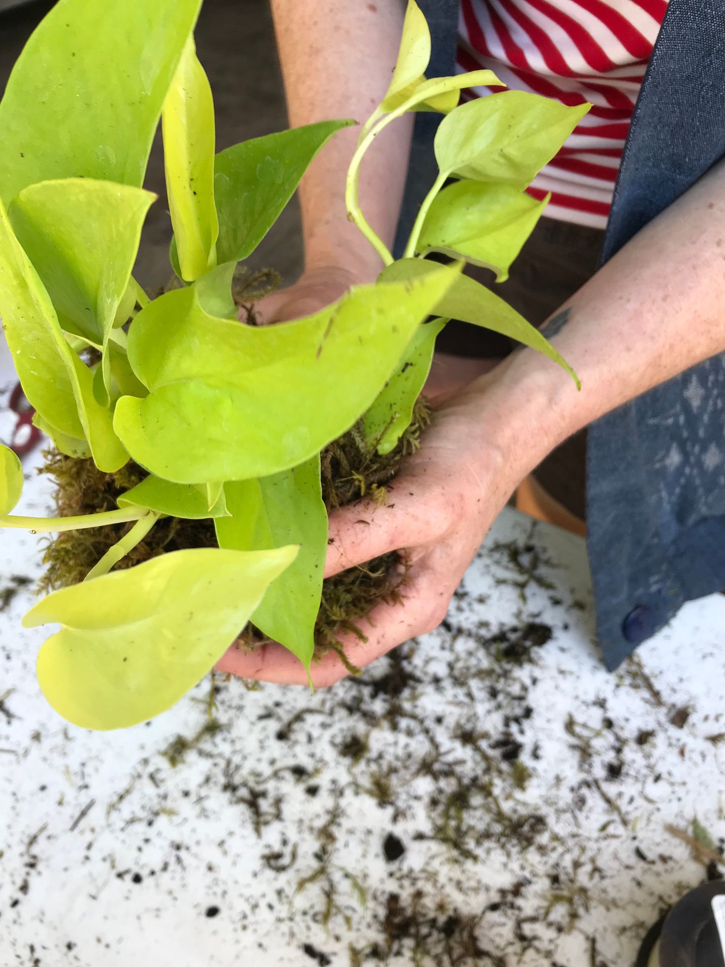 Woman holding plant