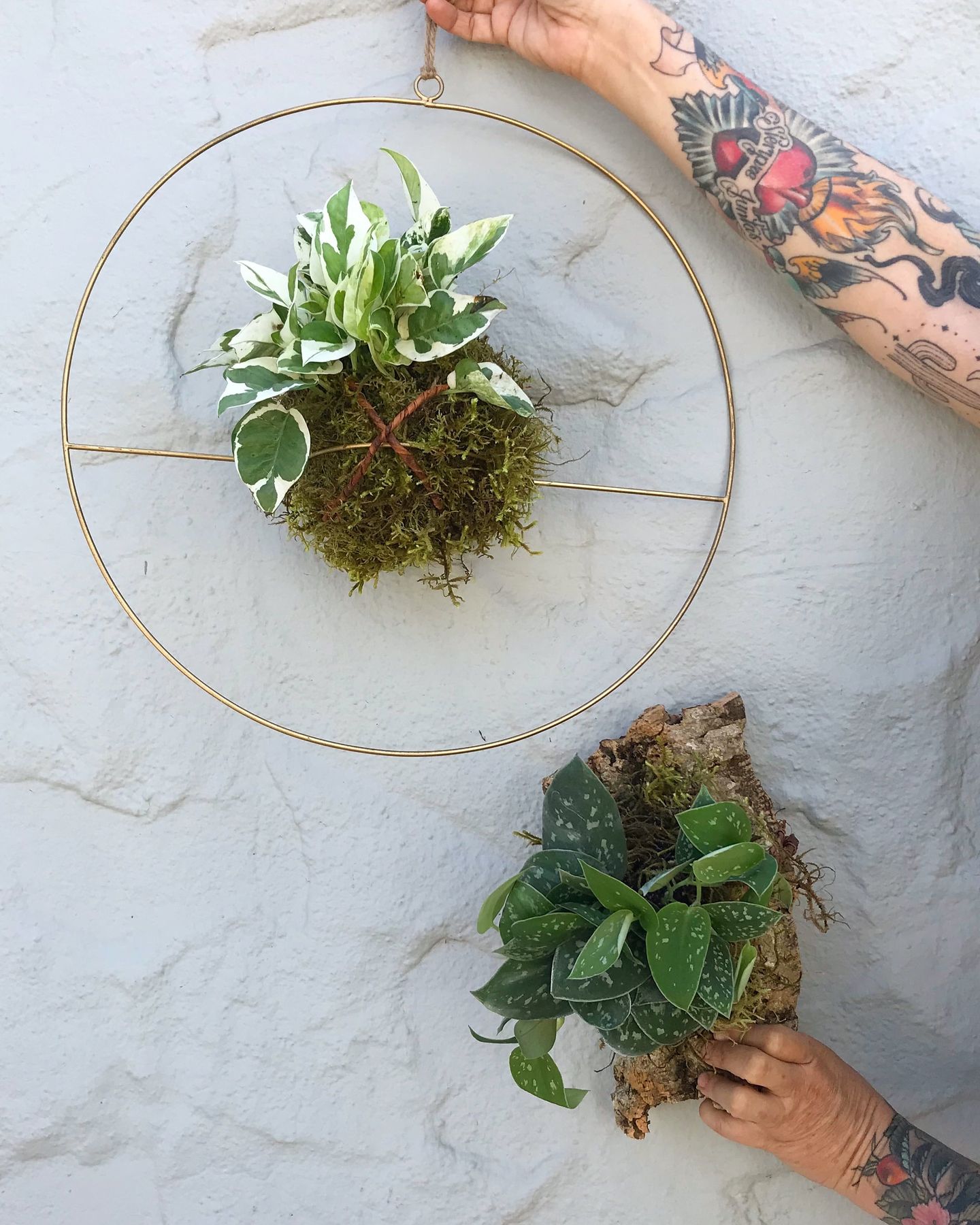 Hanging wall plants