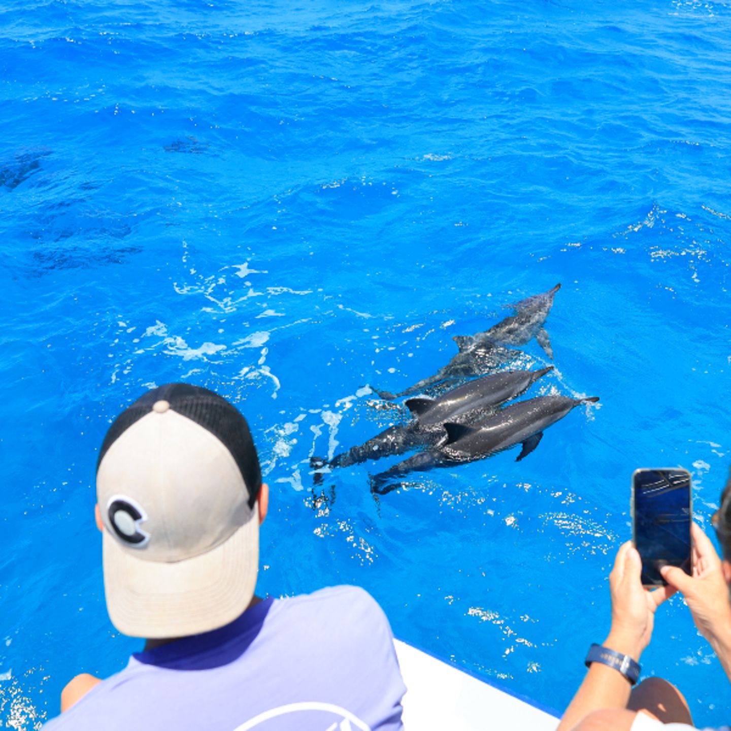 People watching dolphins