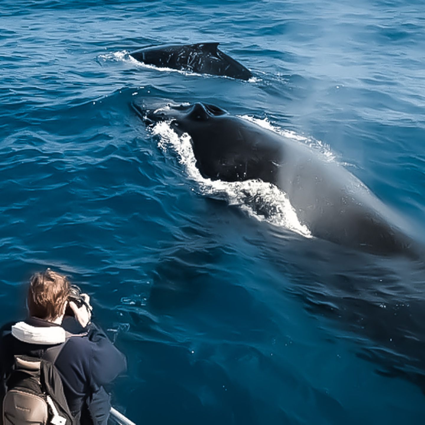 Person watching whales