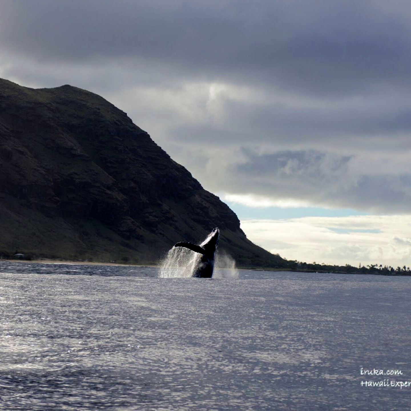 Whale breaching