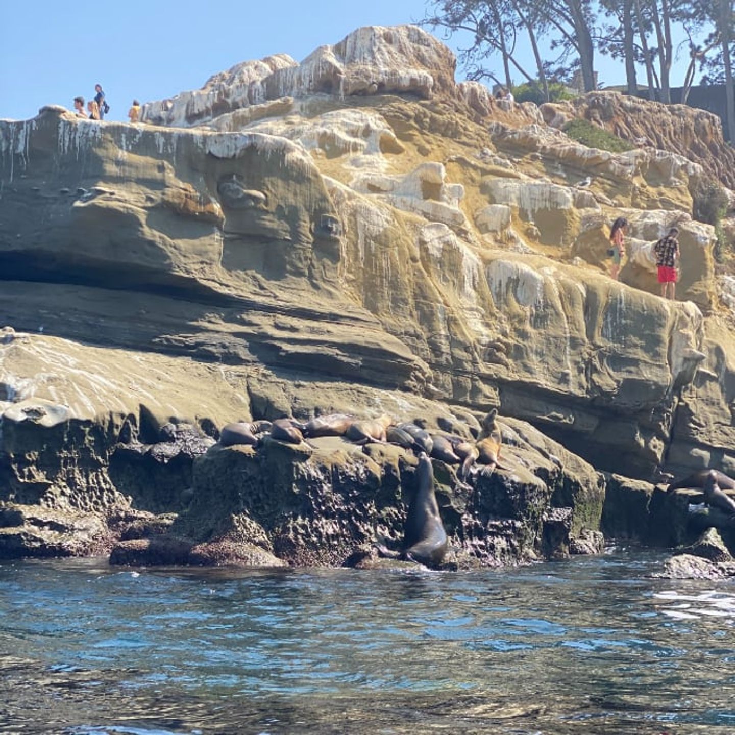 Sea lions on cliff