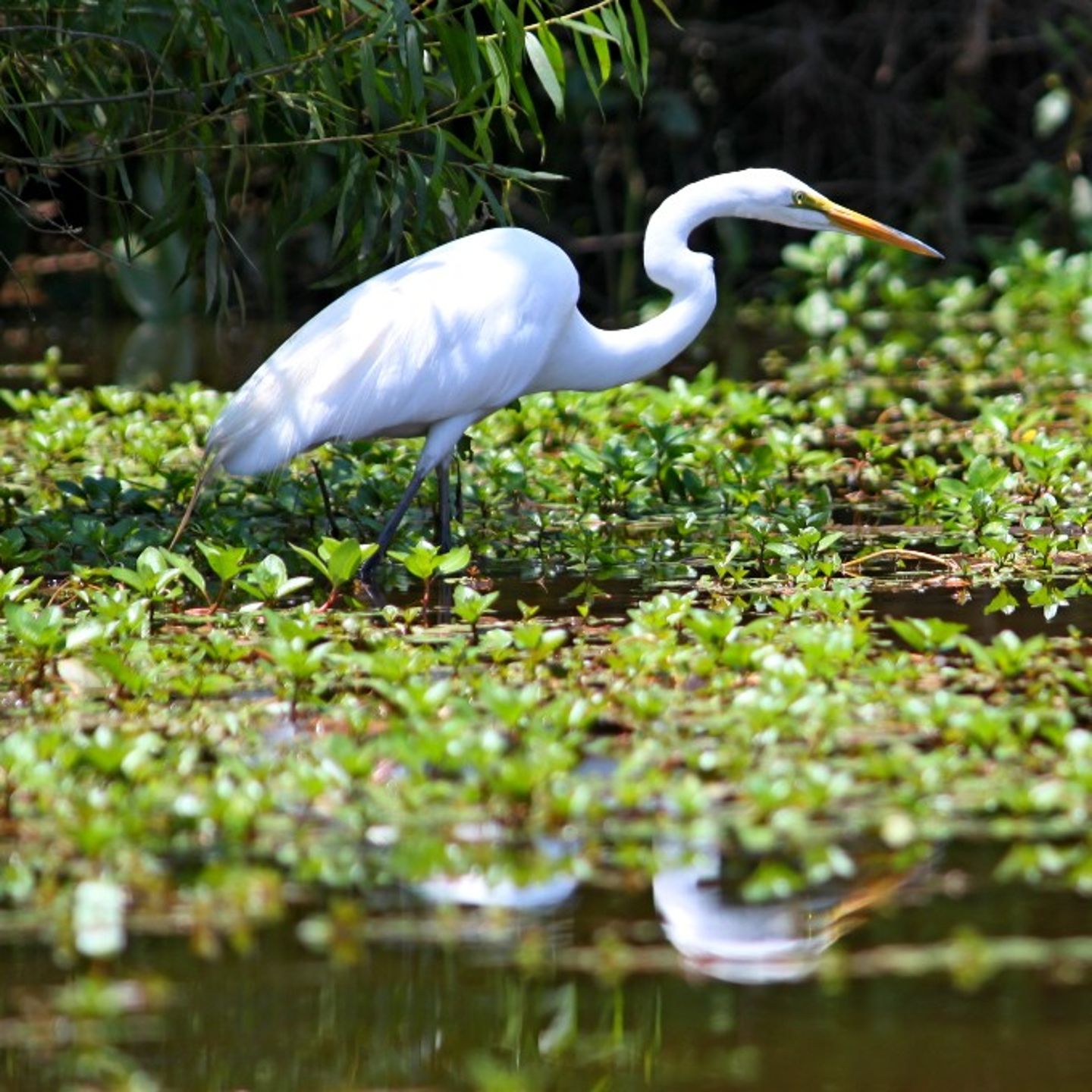 White bird