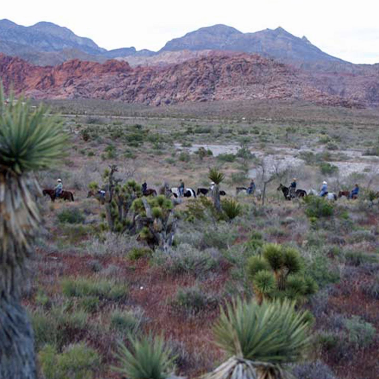 Sunset Trail Ride with BBQ