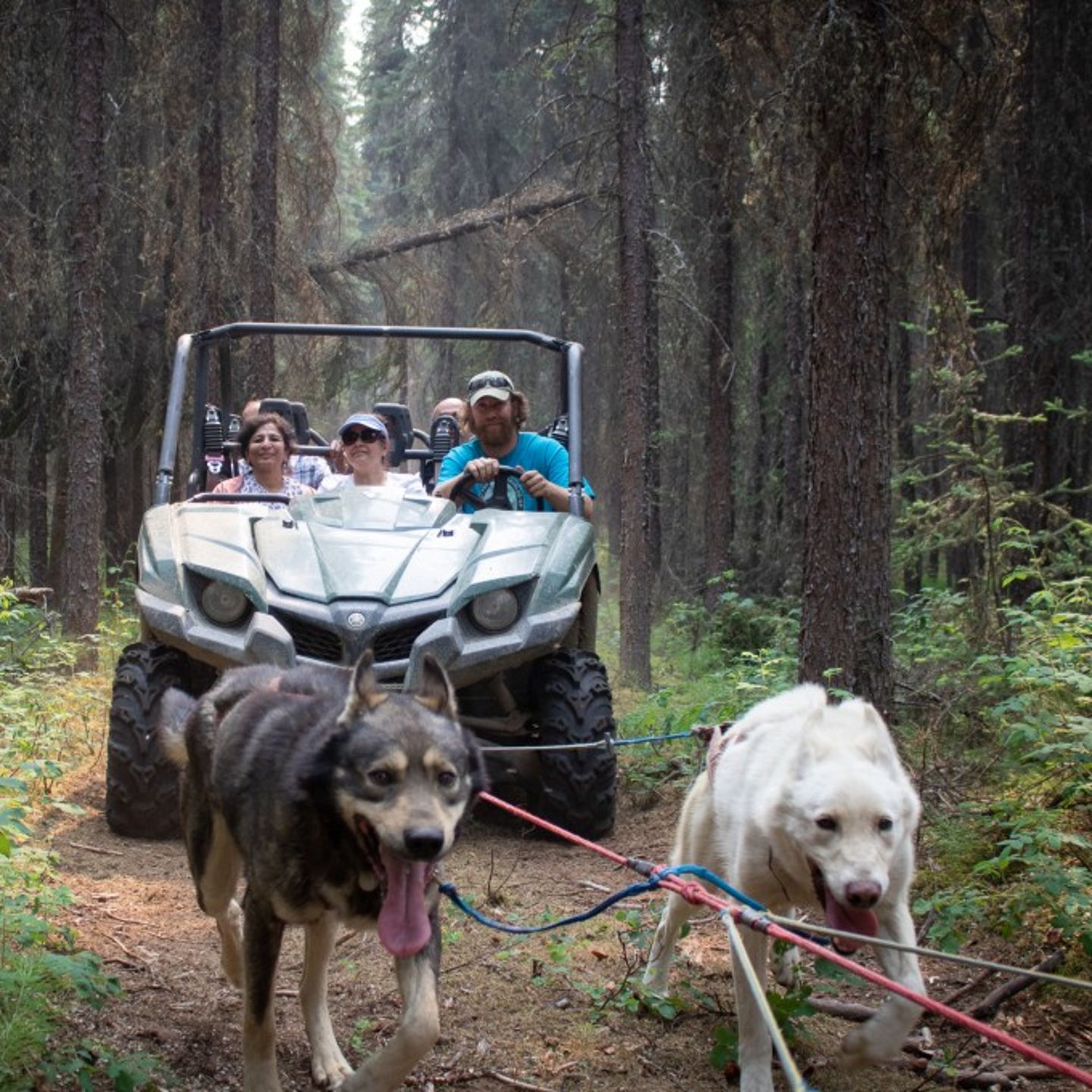Mushing demonstration