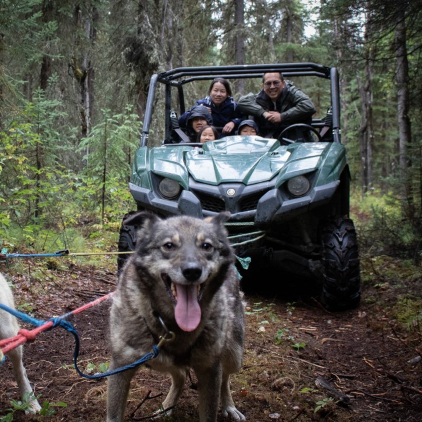 Dog pulling UTV