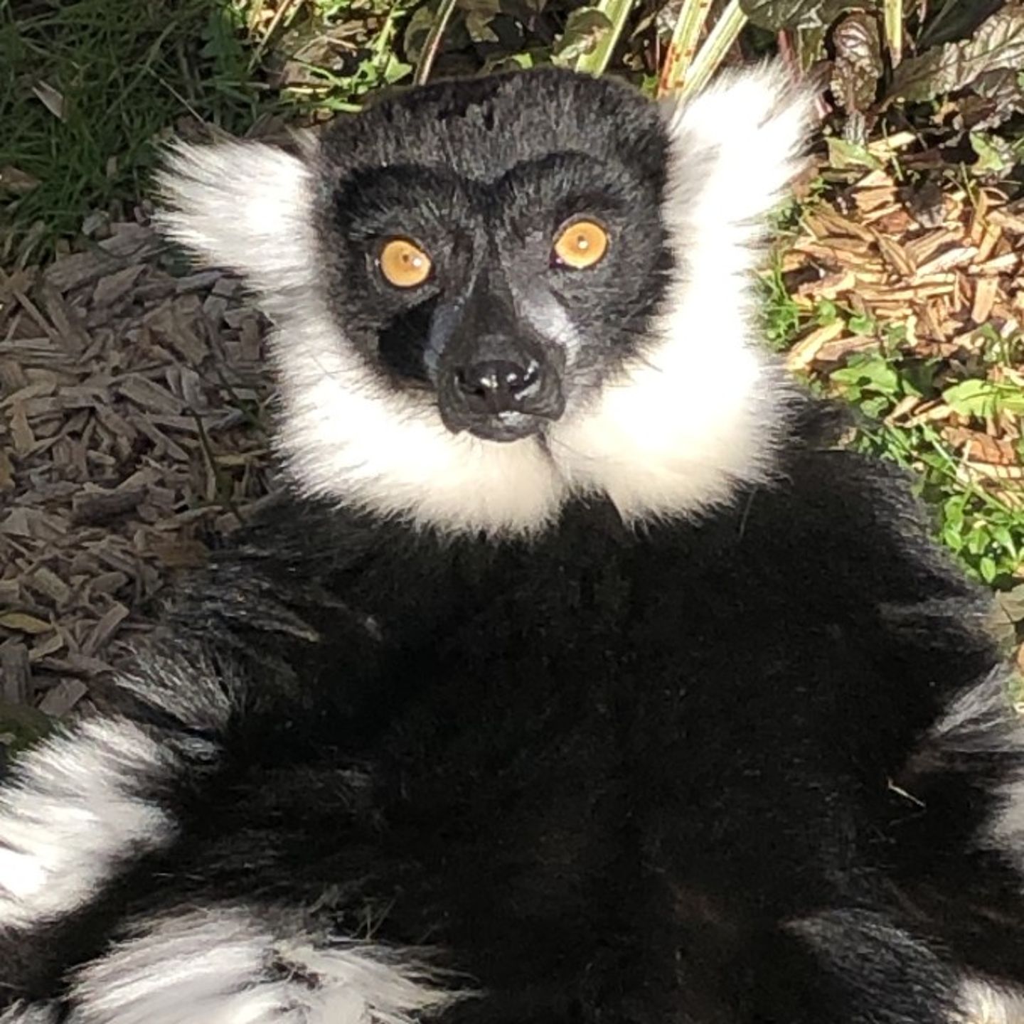 Ruff Tail Lemur up close
