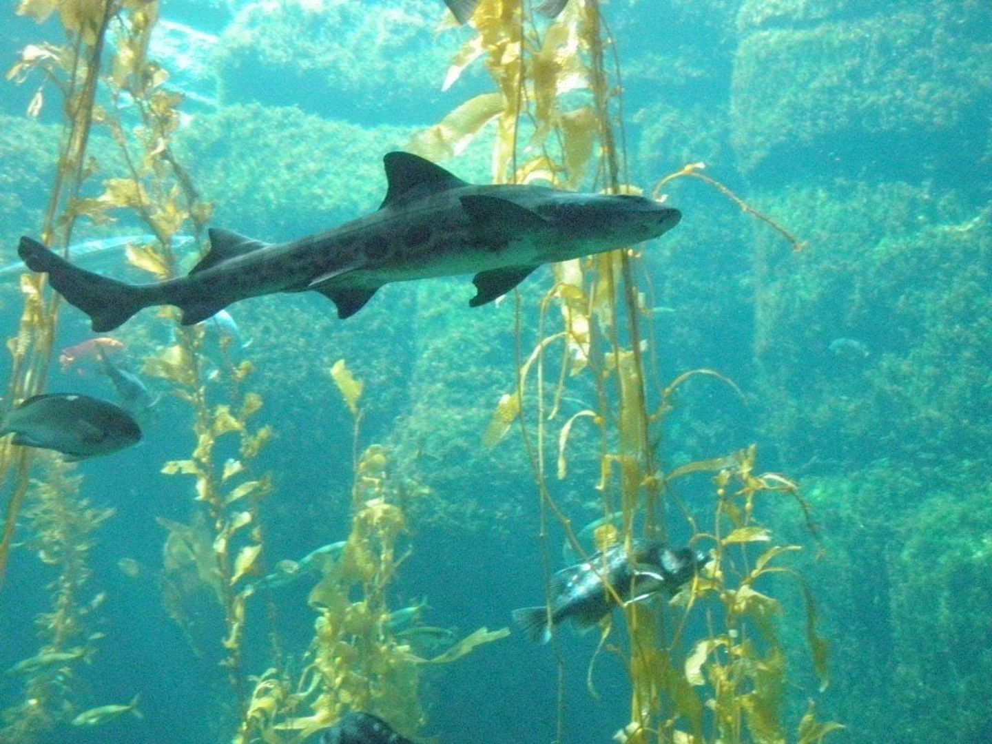 Leopard shark