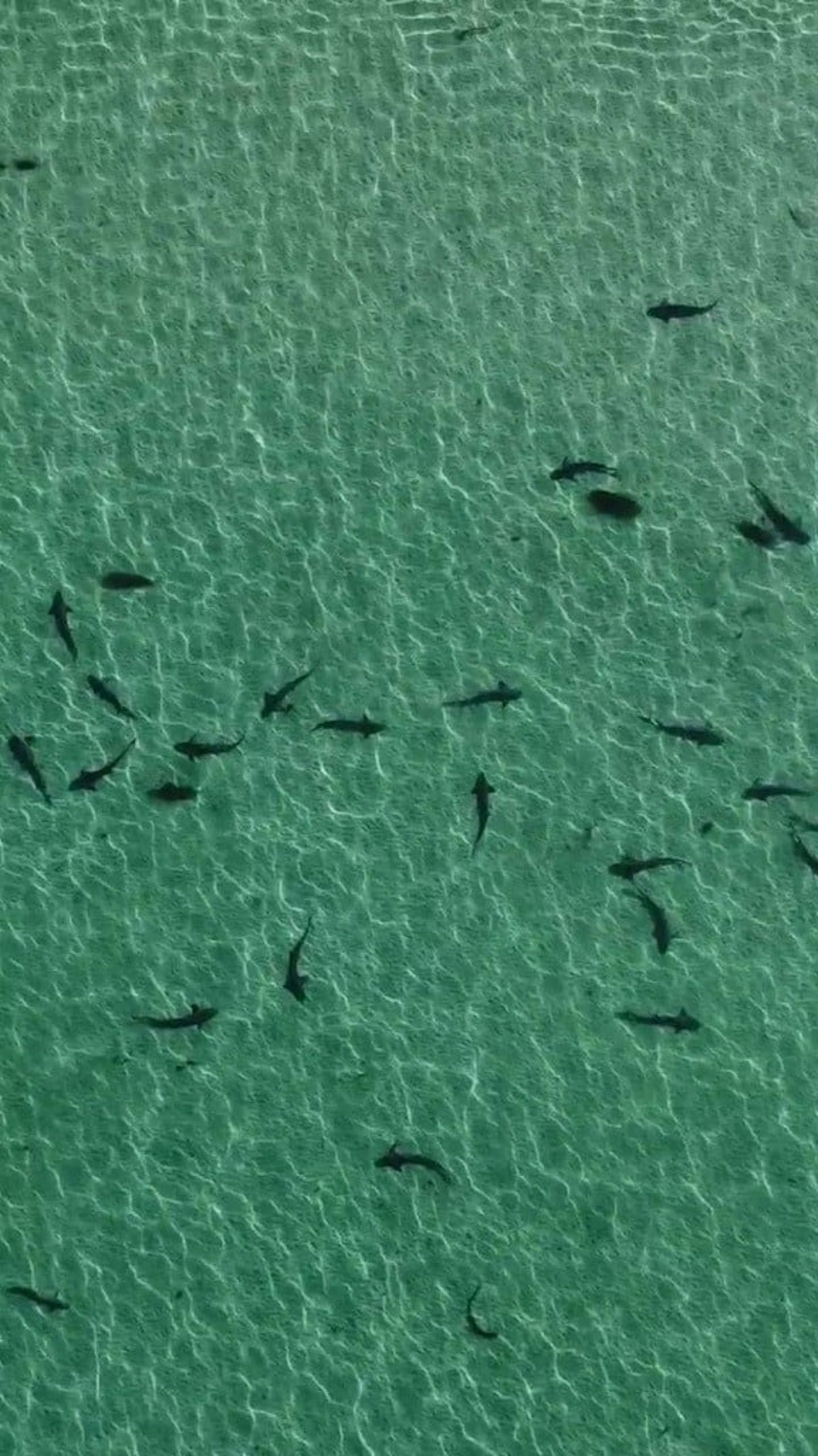 Multiple leopard sharks