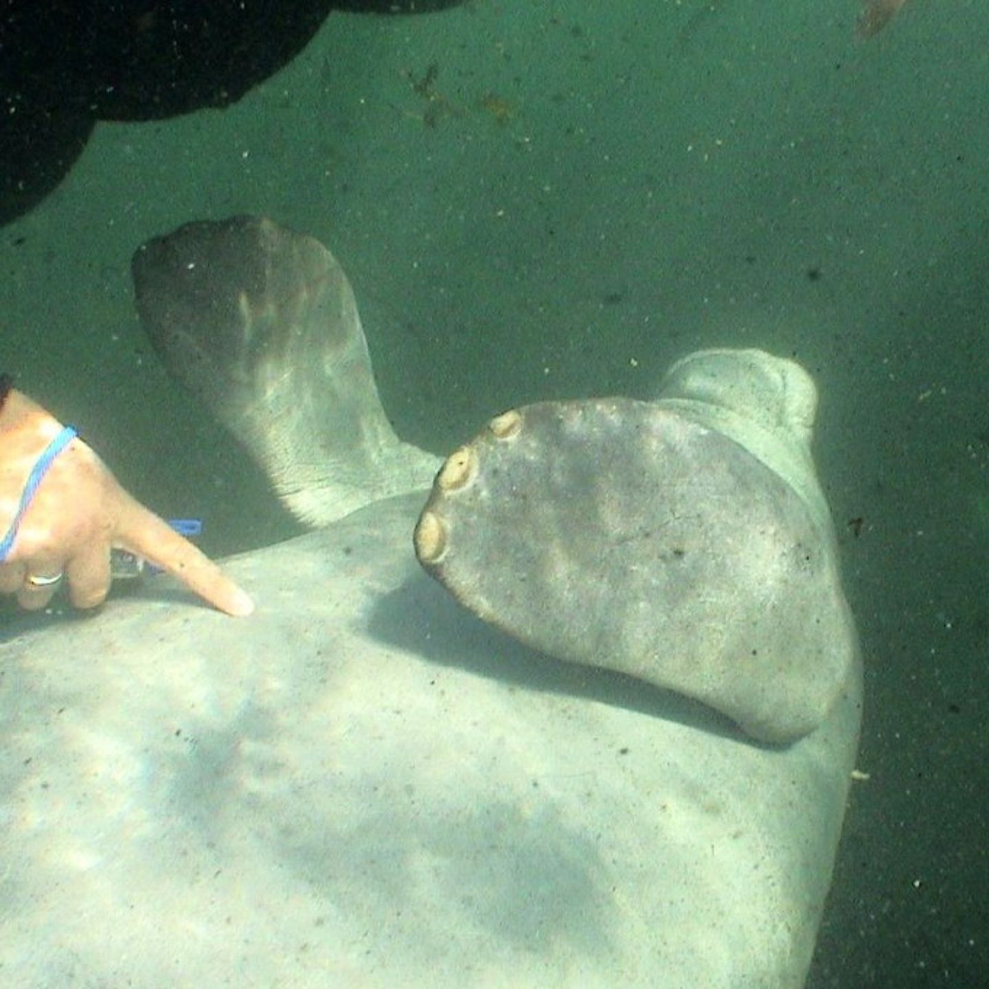 Person touching manatee